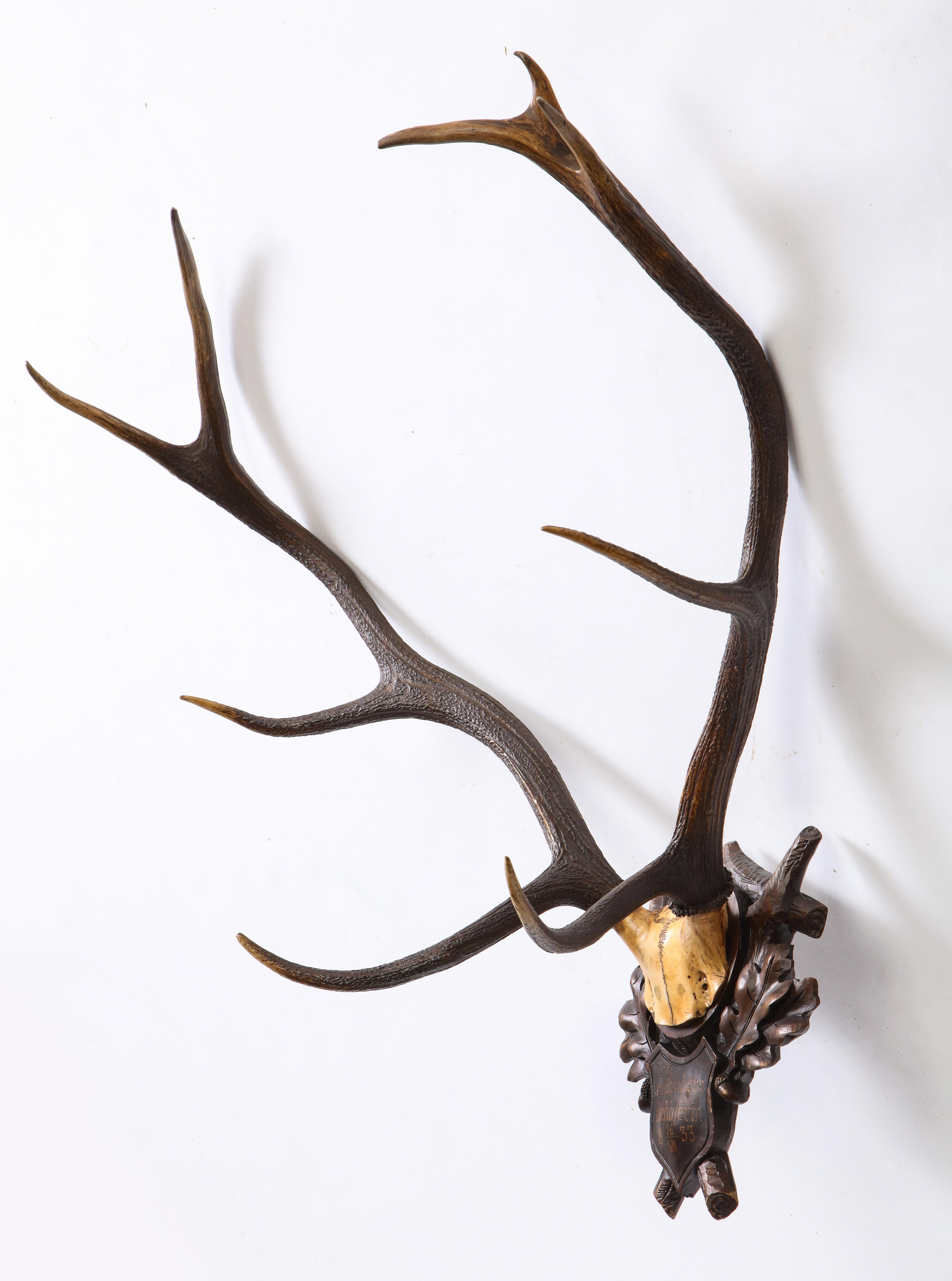 Group of Four Swiss 'Black Forest' Antler Trophy Mounts, 19th/20th Century 10