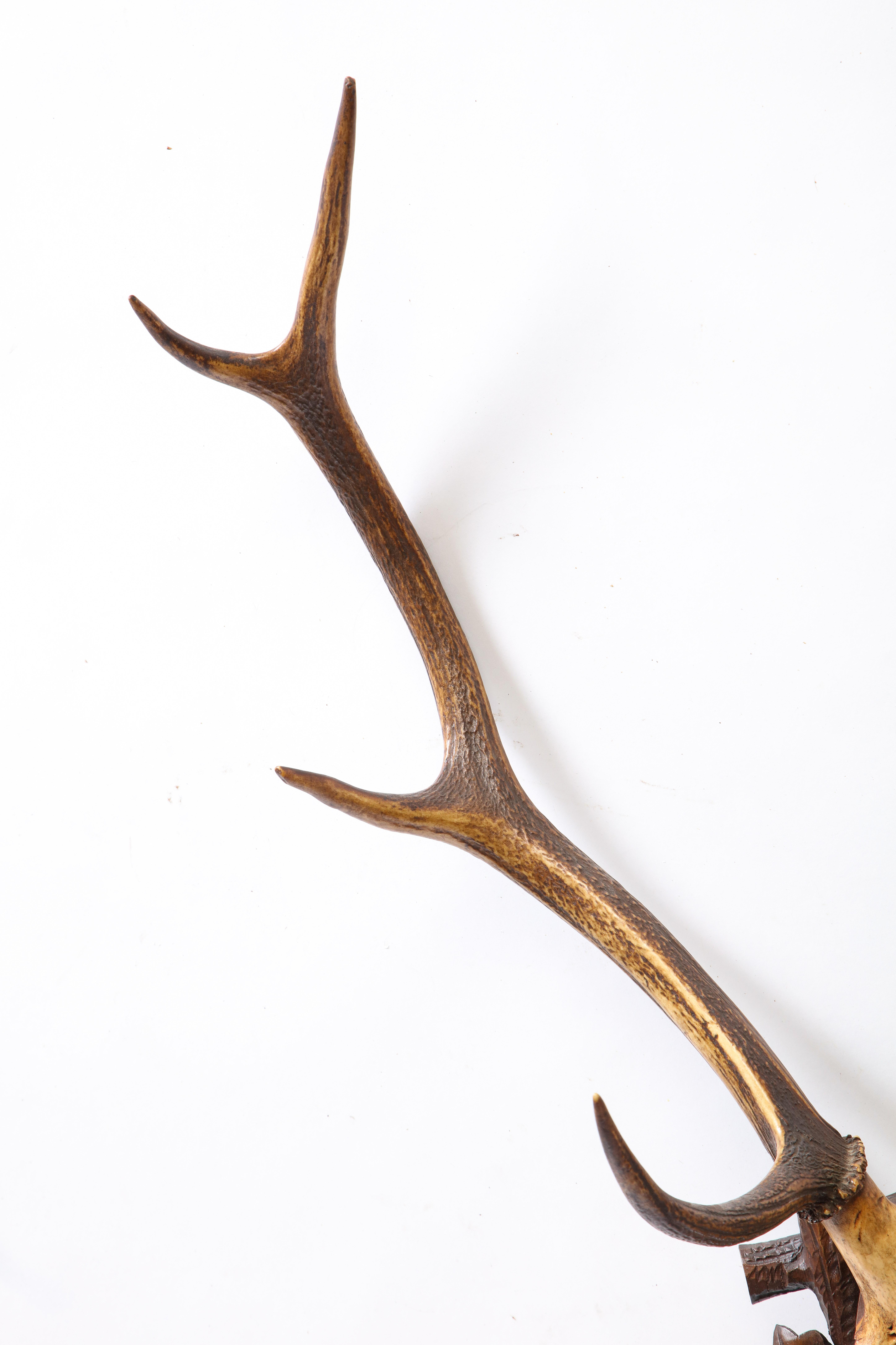 Group of Four Swiss 'Black Forest' Antler Trophy Mounts, 19th/20th Century 14