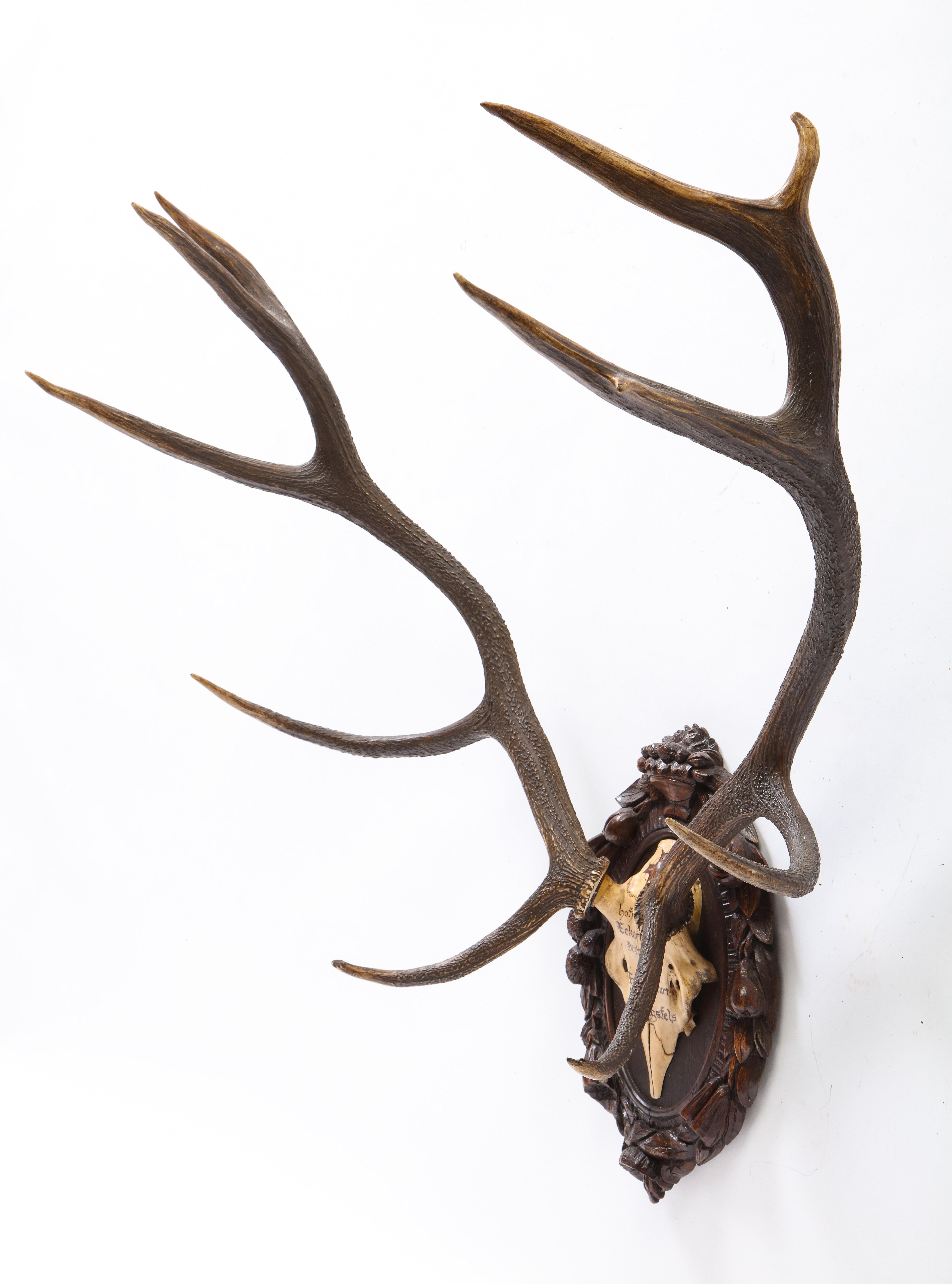 Group of Four Swiss 'Black Forest' Antler Trophy Mounts, 19th/20th Century 5