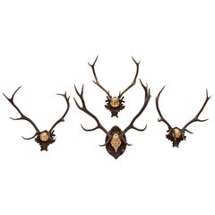 Group of Four Swiss 'Black Forest' Antler Trophy Mounts, 19th/20th Century
