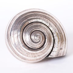 Group of Four Tonna Mollusc Silvered Seashells, Priced Individually