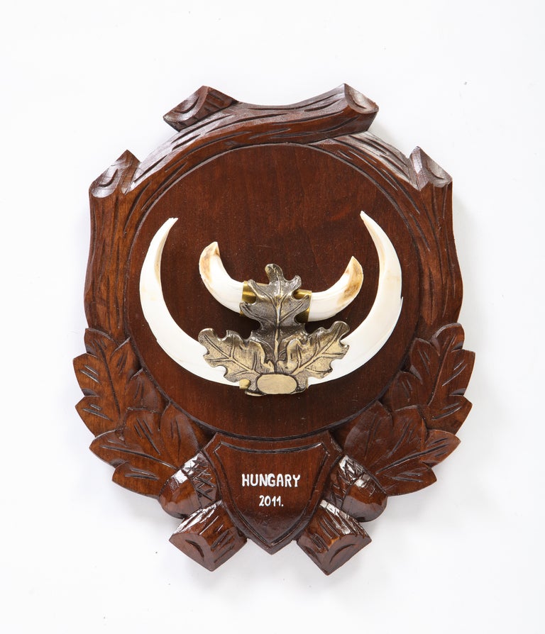 Group of Nine Central European MetalMounted Boar Tusk Trophy Mounts