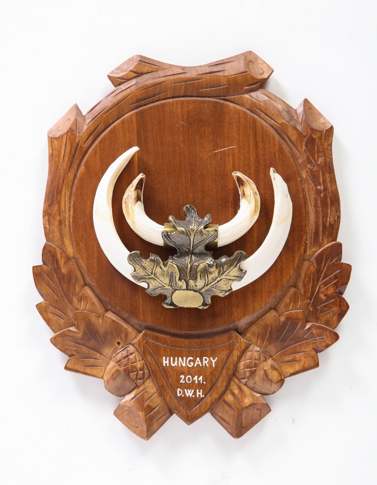 Group of Nine Central European MetalMounted Boar Tusk Trophy Mounts