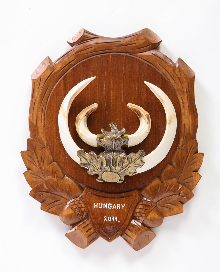 Group of Nine Central European MetalMounted Boar Tusk Trophy Mounts