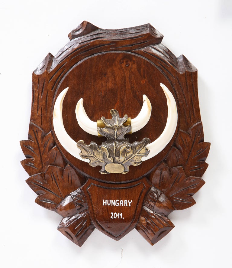 Group of Nine Central European MetalMounted Boar Tusk Trophy Mounts