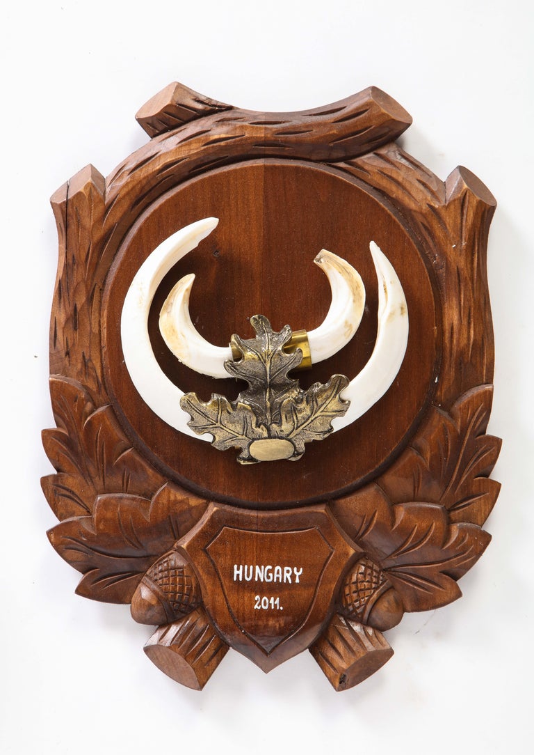 Group of Nine Central European MetalMounted Boar Tusk Trophy Mounts