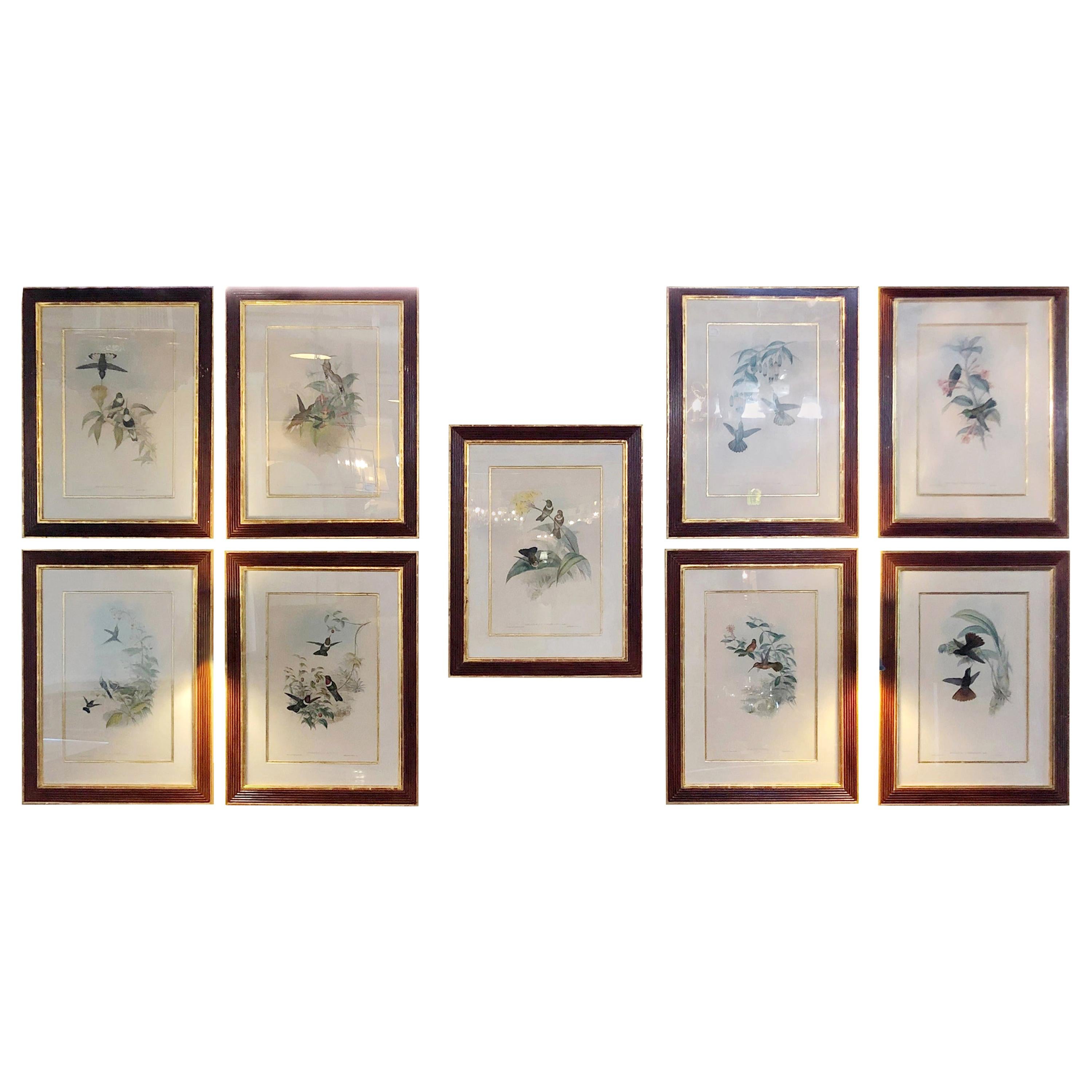 Group of Nine John Gould 19 Century Copperplate Hand Engravings Framed & Matted