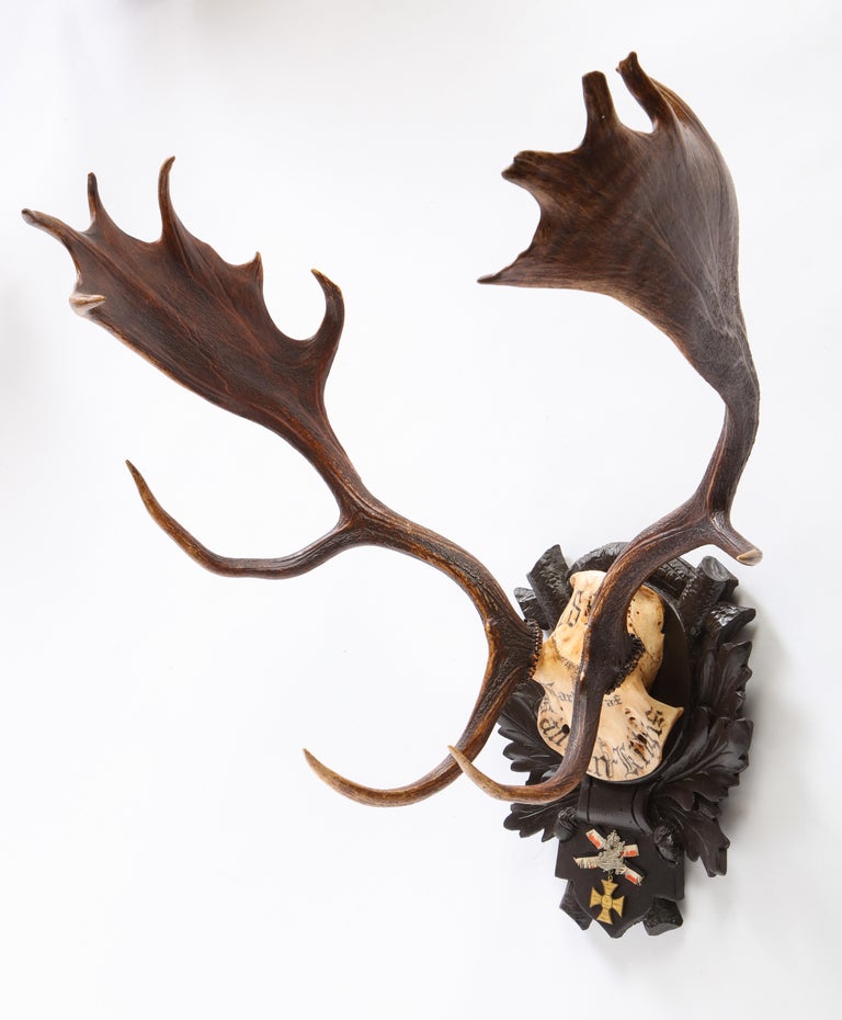 Group of Six Swiss 'Black Forest' Moose Antler Trophy Mounts, Early