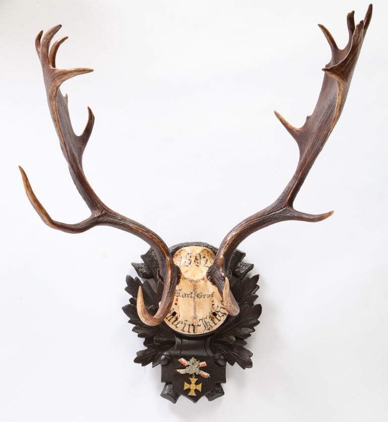 Group of Six Swiss 'Black Forest' Moose Antler Trophy Mounts, Early