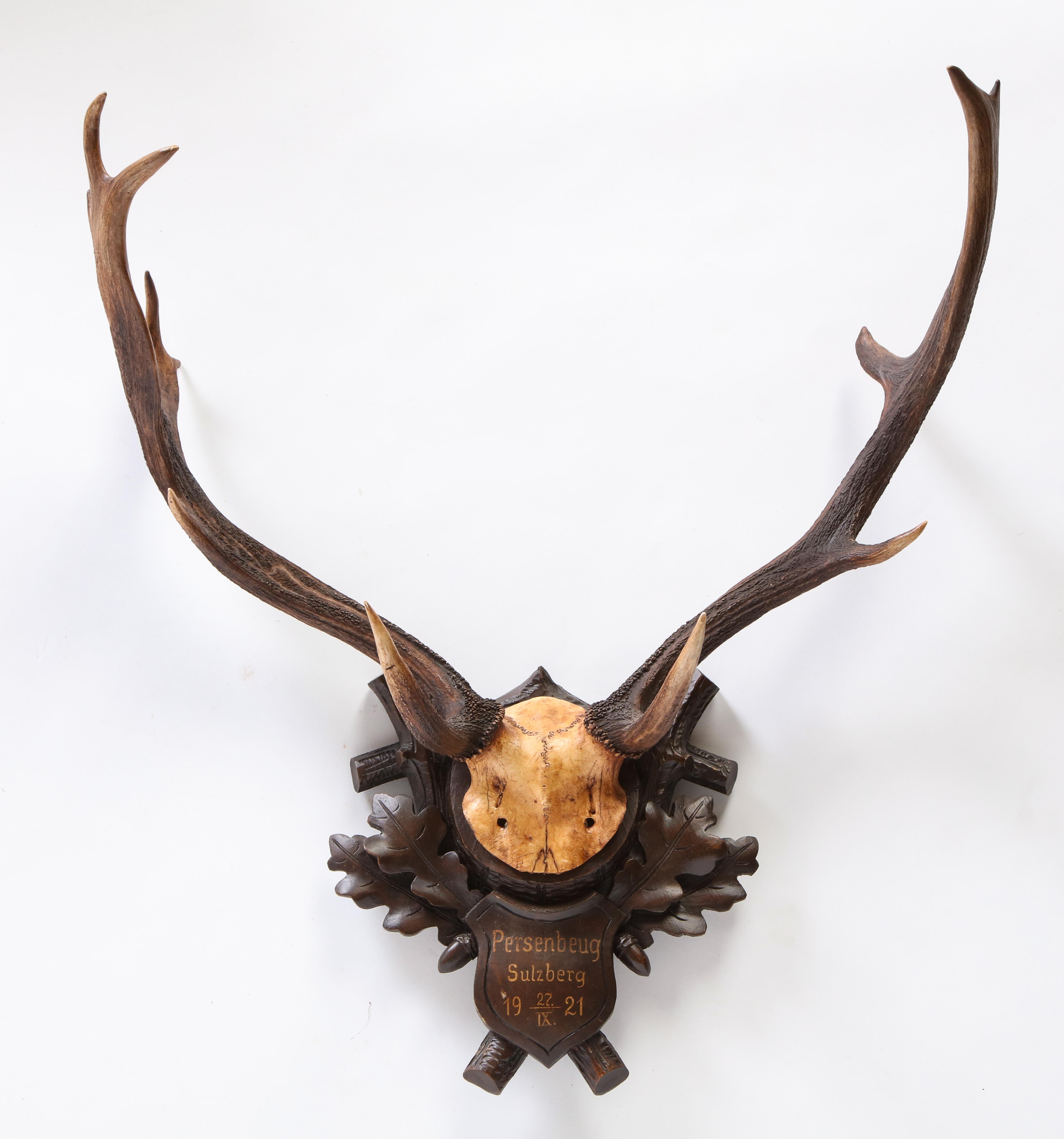 Group of Six Swiss 'Black Forest' Moose Antler Trophy Mounts, Early 20th Century 12