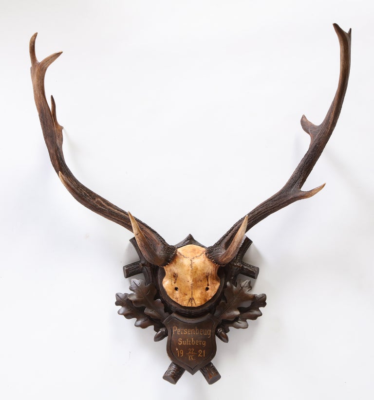 Group of Six Swiss 'Black Forest' Moose Antler Trophy Mounts, Early