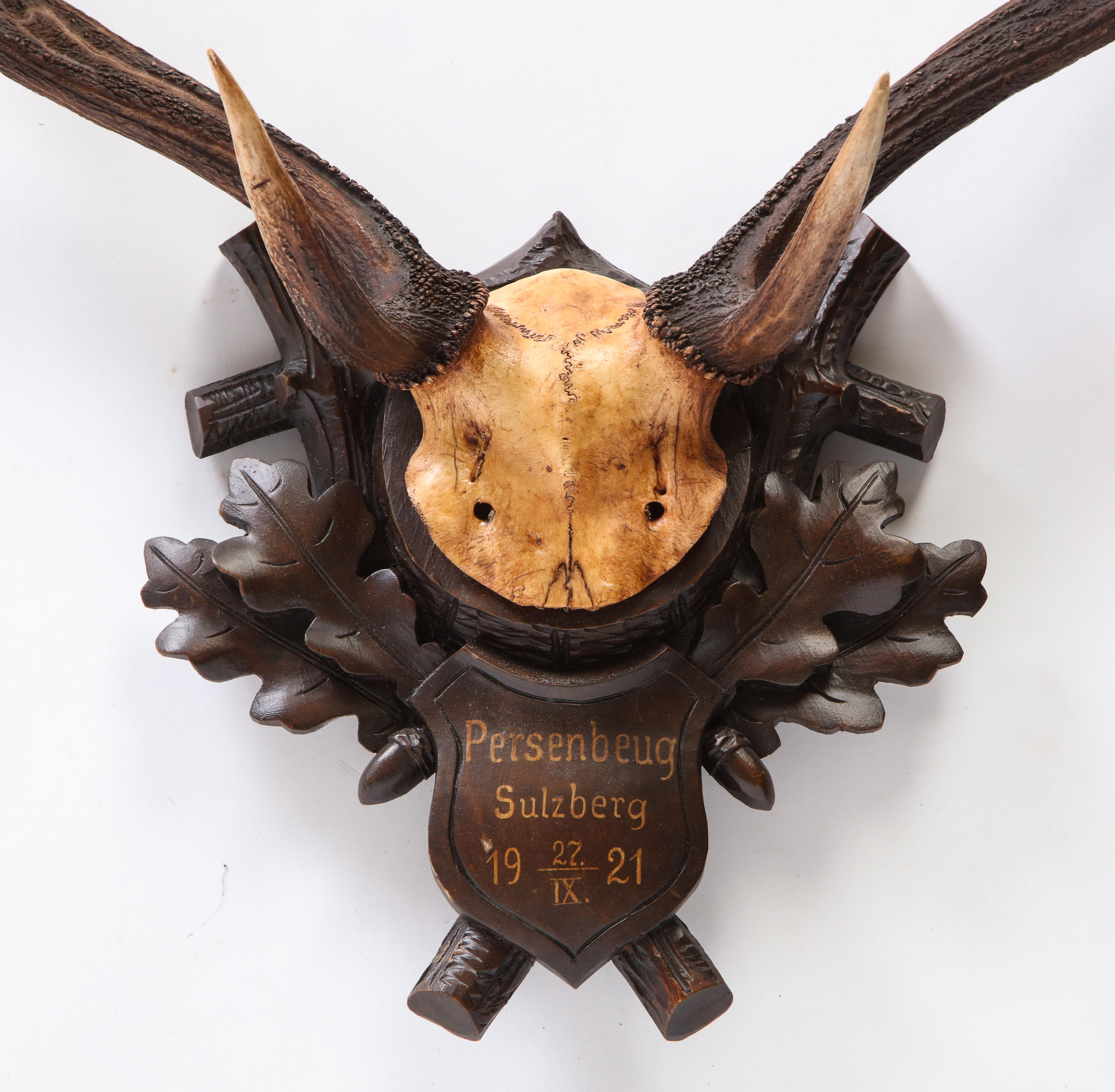 Group of Six Swiss 'Black Forest' Moose Antler Trophy Mounts, Early 20th Century 13