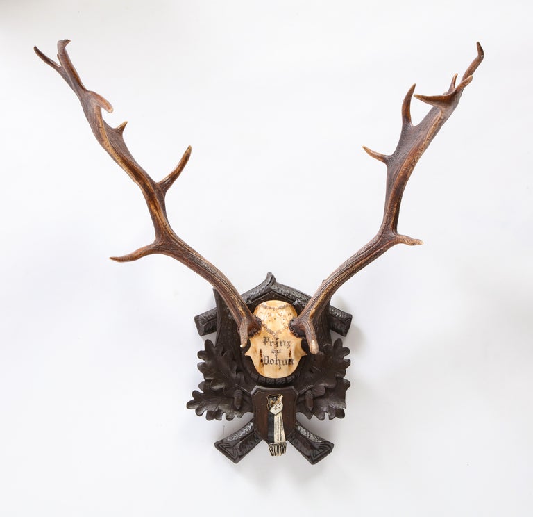 Group of Six Swiss 'Black Forest' Moose Antler Trophy Mounts, Early