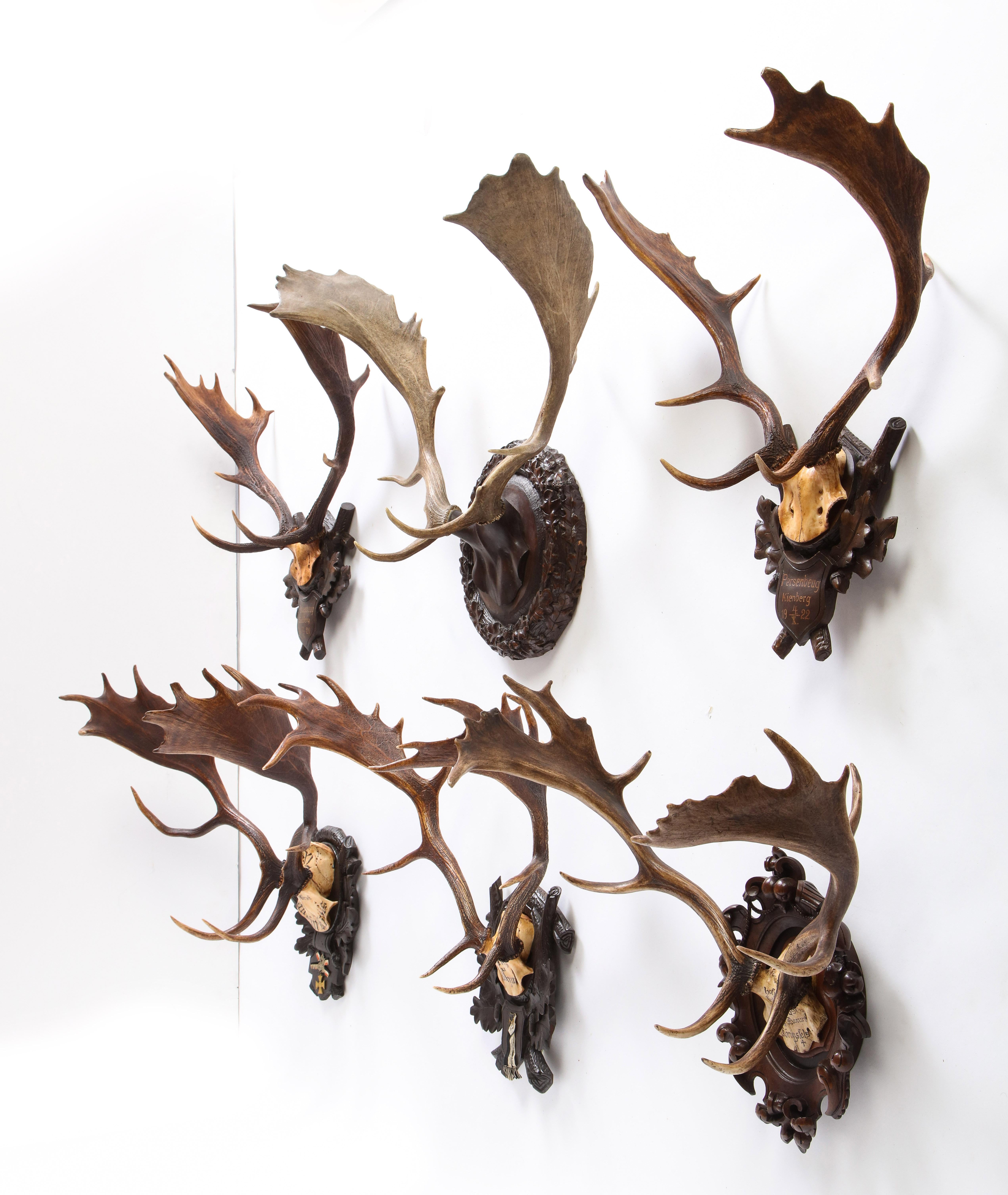 This group of six early 20th century Swiss 'Black Forest' antler trophy mounts are composed of carved wooden backplates and soaring moose antlers. Each backplate is carved with foliate decoration, including oak leaves, acorns, and c- and s-scrolls.