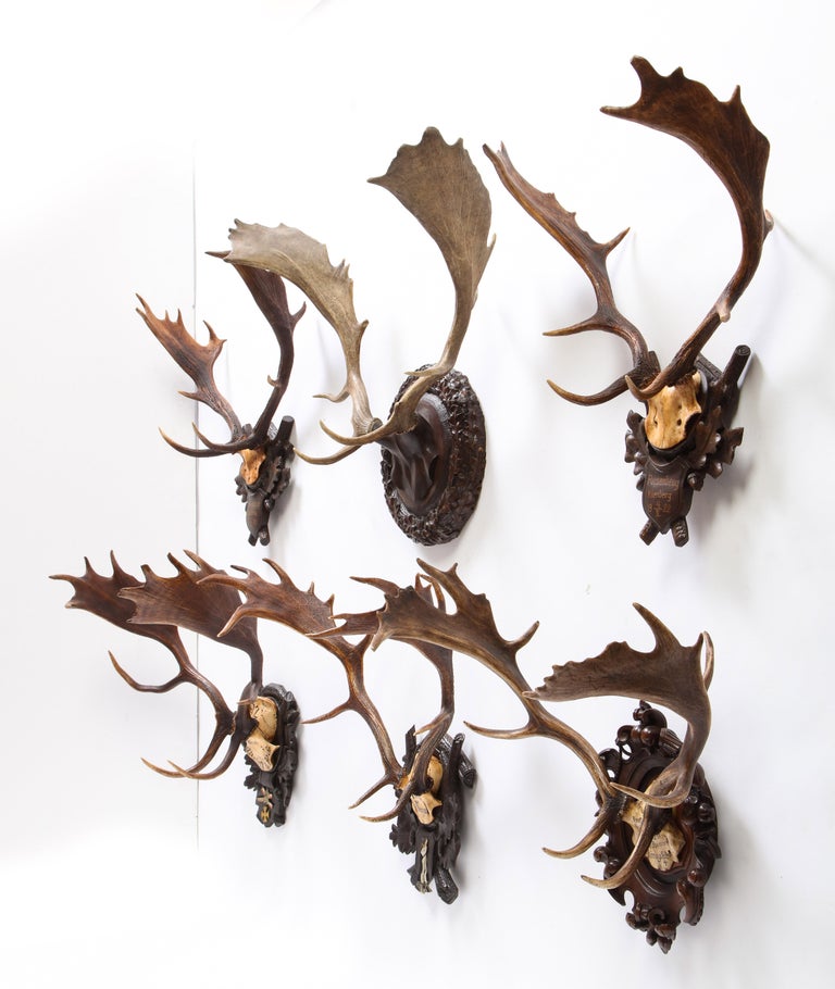 Group of Six Swiss 'Black Forest' Moose Antler Trophy Mounts, Early