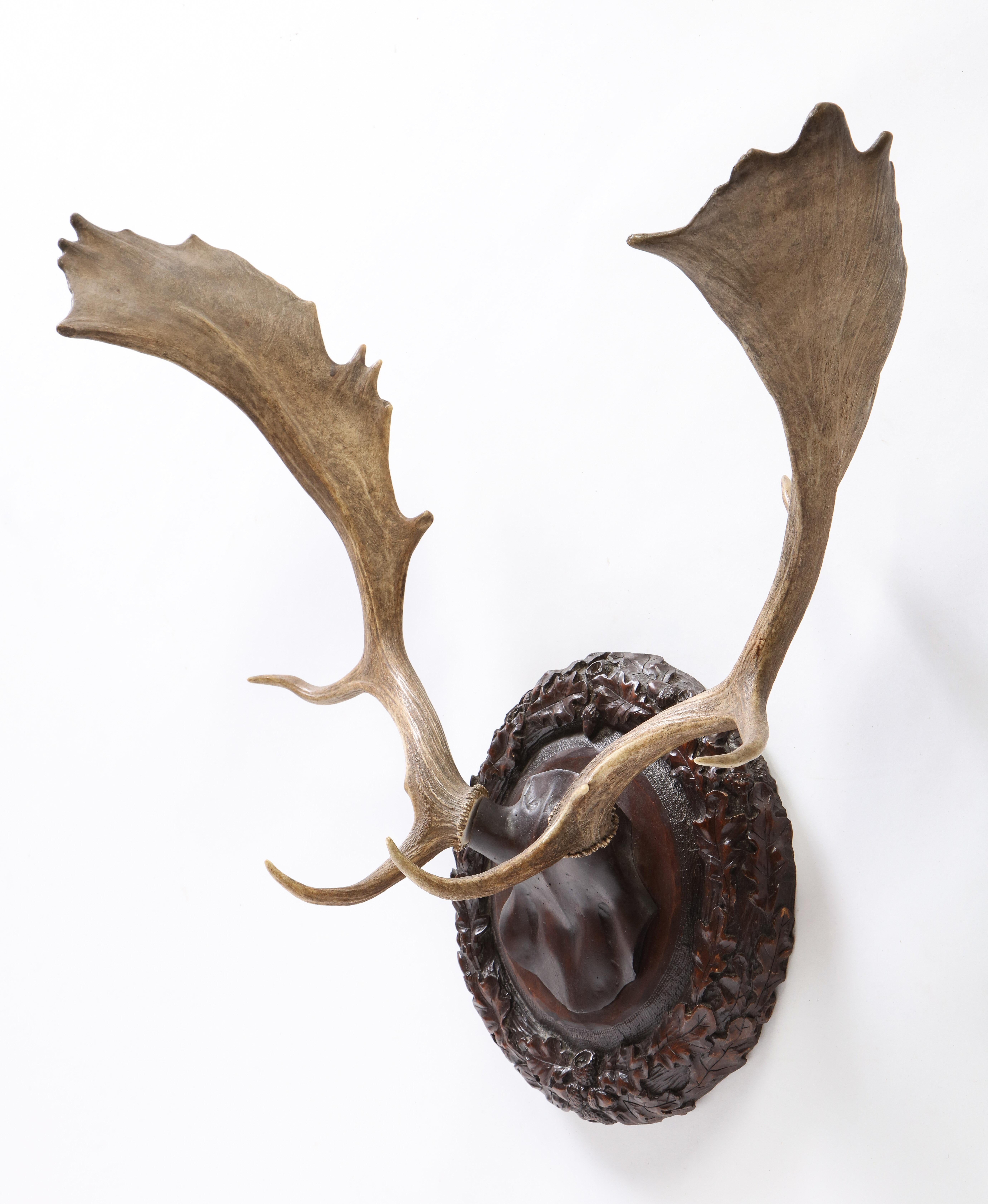 Group of Six Swiss 'Black Forest' Moose Antler Trophy Mounts, Early 20th Century 17