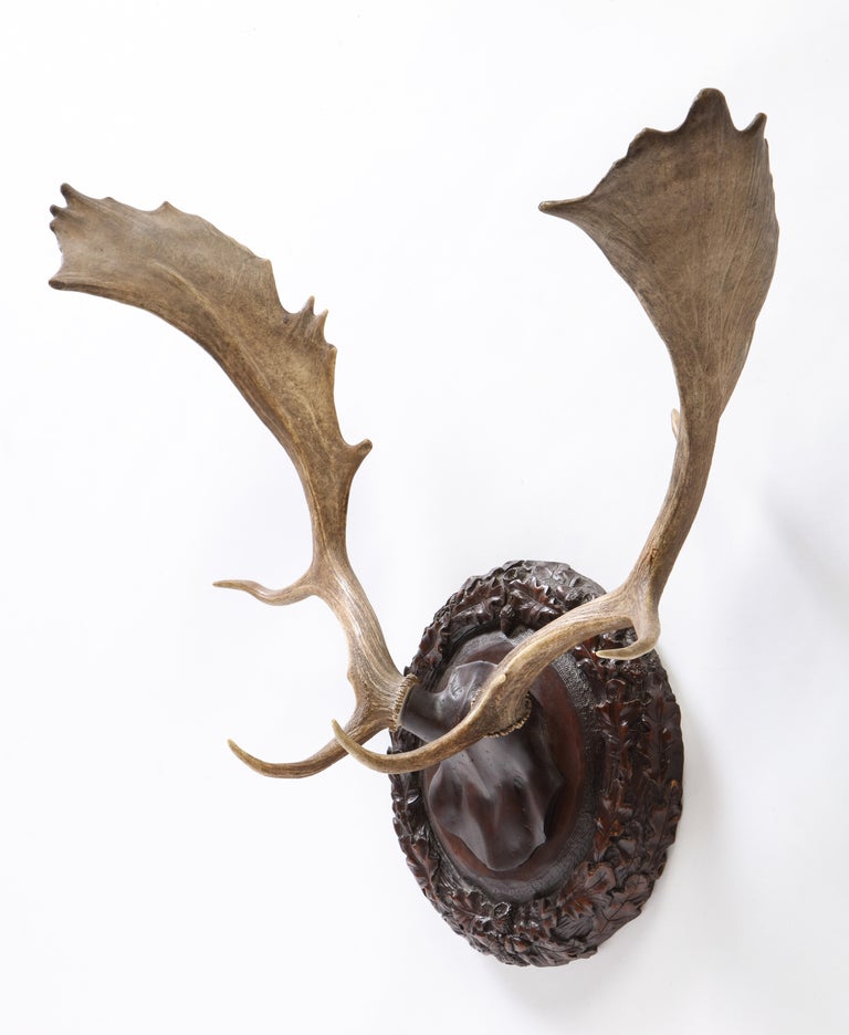 Group of Six Swiss 'Black Forest' Moose Antler Trophy Mounts, Early