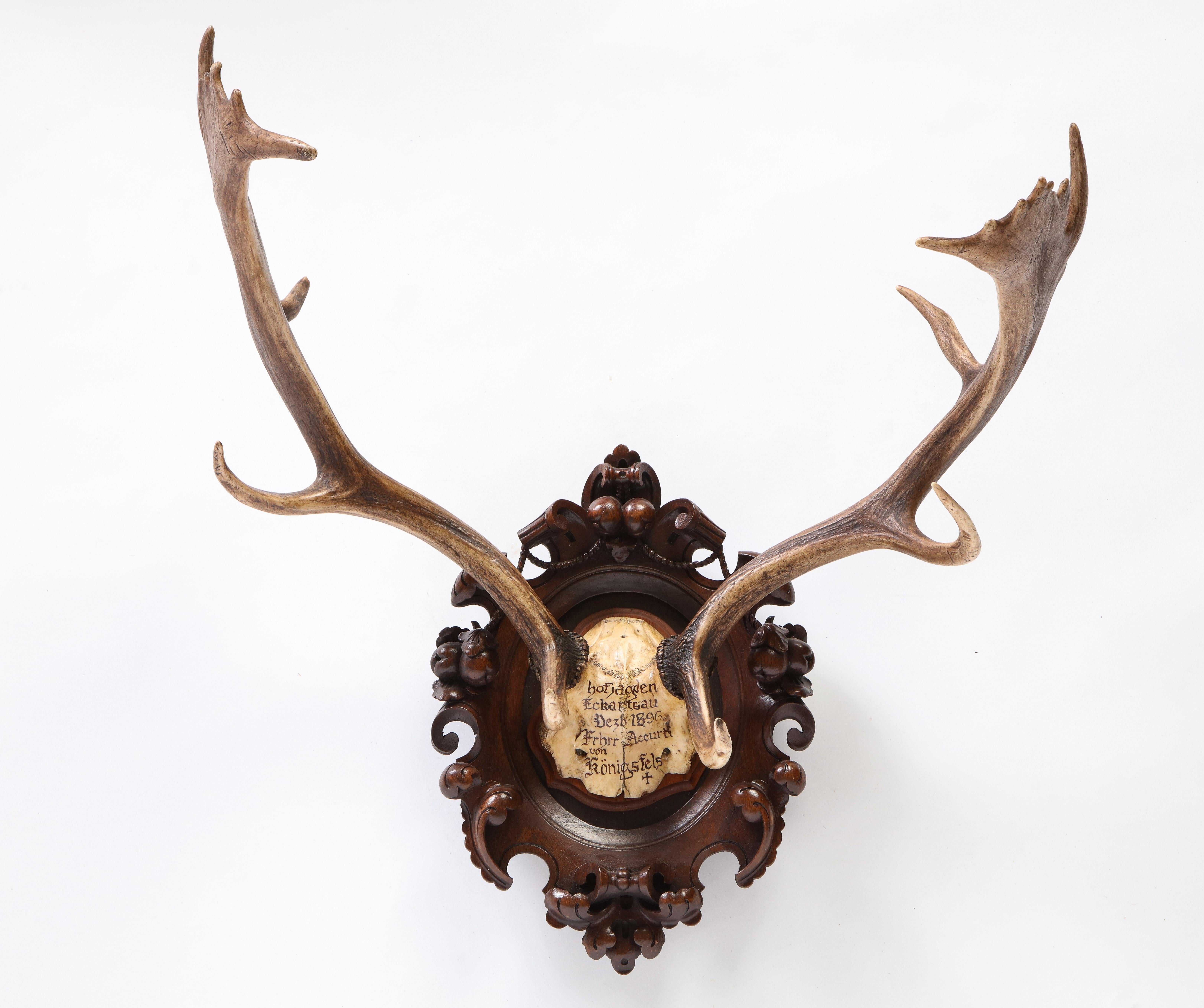 Group of Six Swiss 'Black Forest' Moose Antler Trophy Mounts, Early 20th Century 3