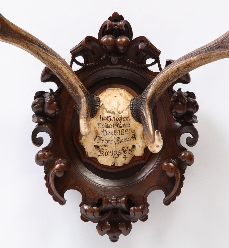 Group of Six Swiss 'Black Forest' Moose Antler Trophy Mounts, Early