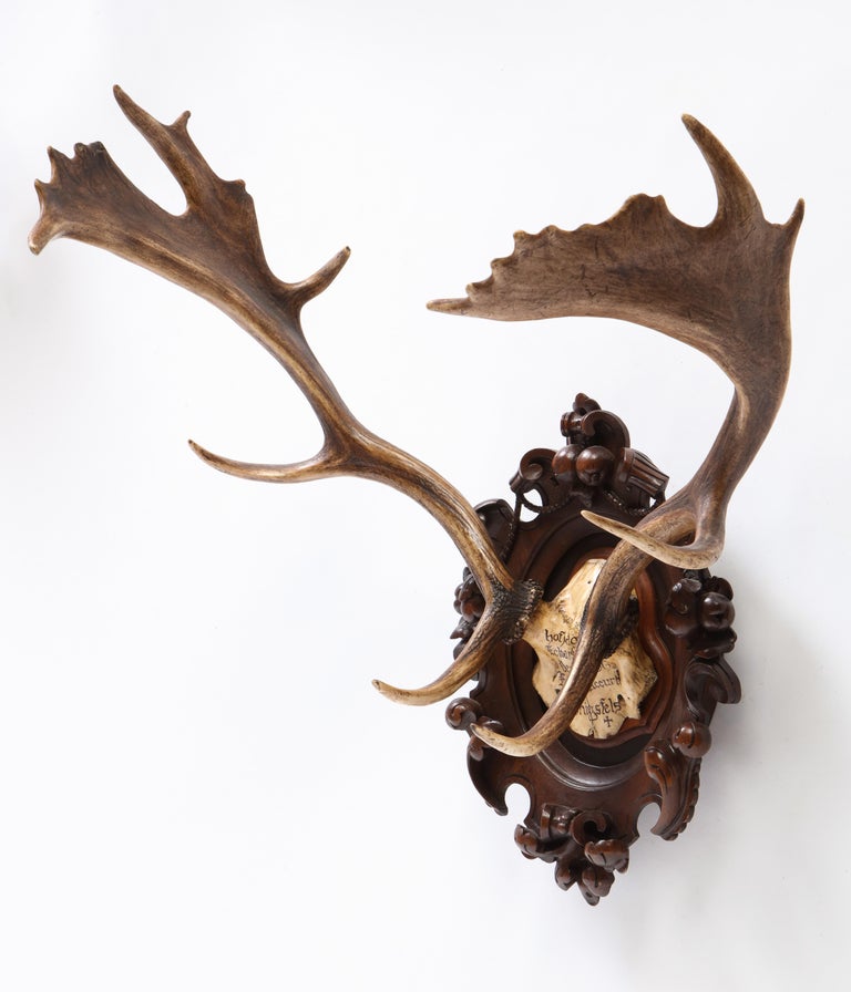 Group of Six Swiss 'Black Forest' Moose Antler Trophy Mounts, Early