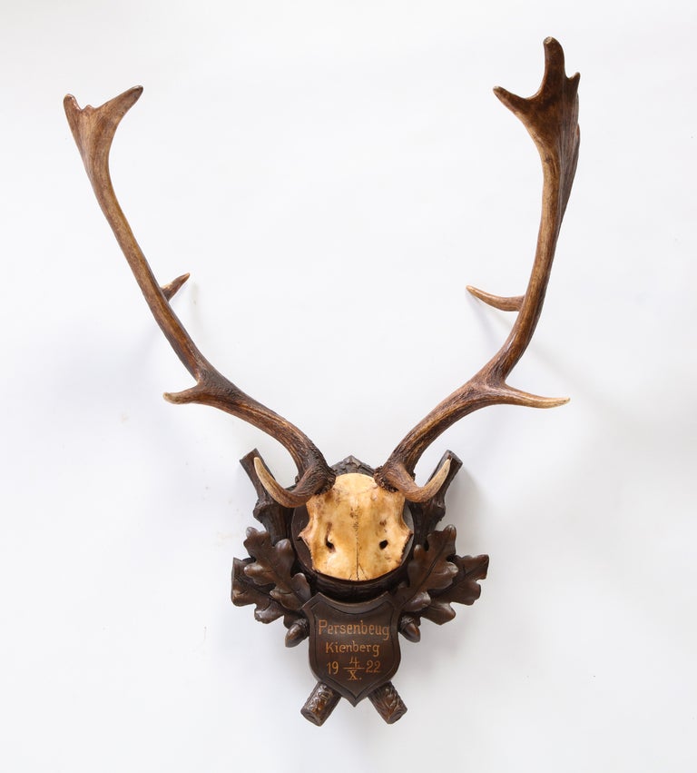 Group of Six Swiss 'Black Forest' Moose Antler Trophy Mounts, Early