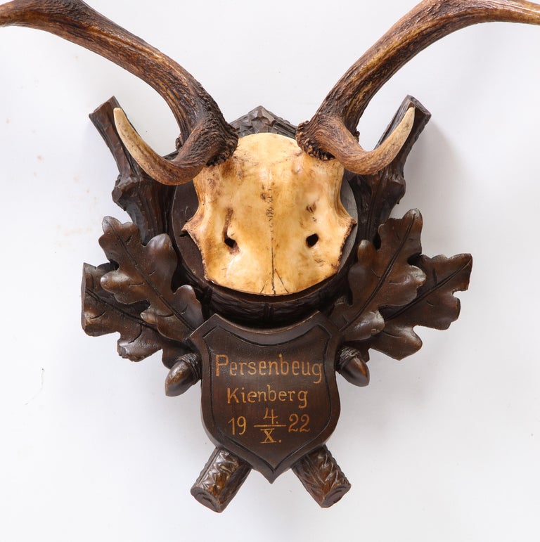 Group of Six Swiss 'Black Forest' Moose Antler Trophy Mounts, Early