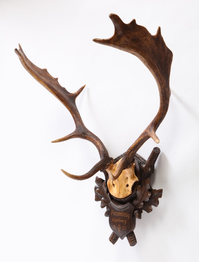 Group of Six Swiss 'Black Forest' Moose Antler Trophy Mounts, Early