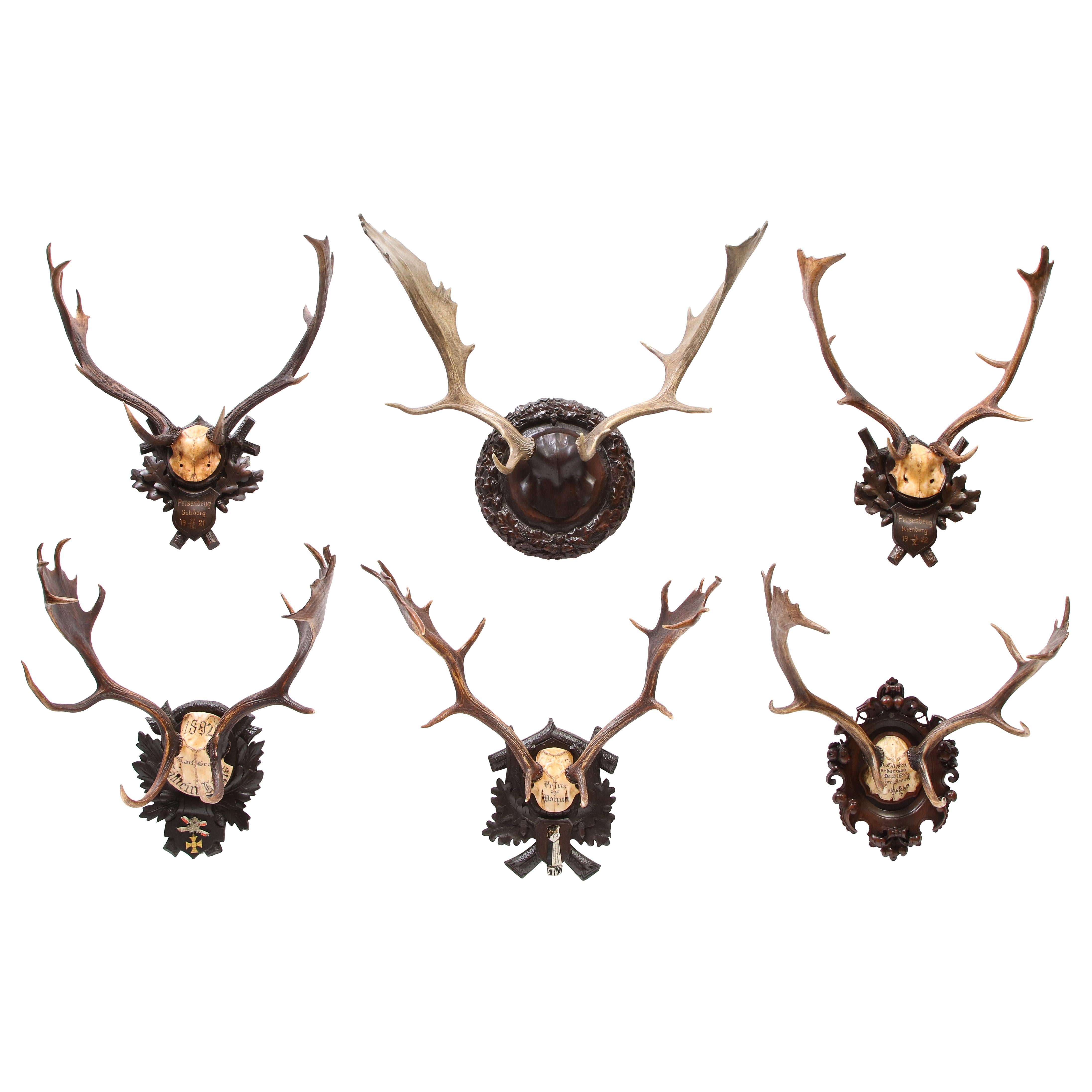 Group of Six Swiss 'Black Forest' Moose Antler Trophy Mounts, Early 20th Century