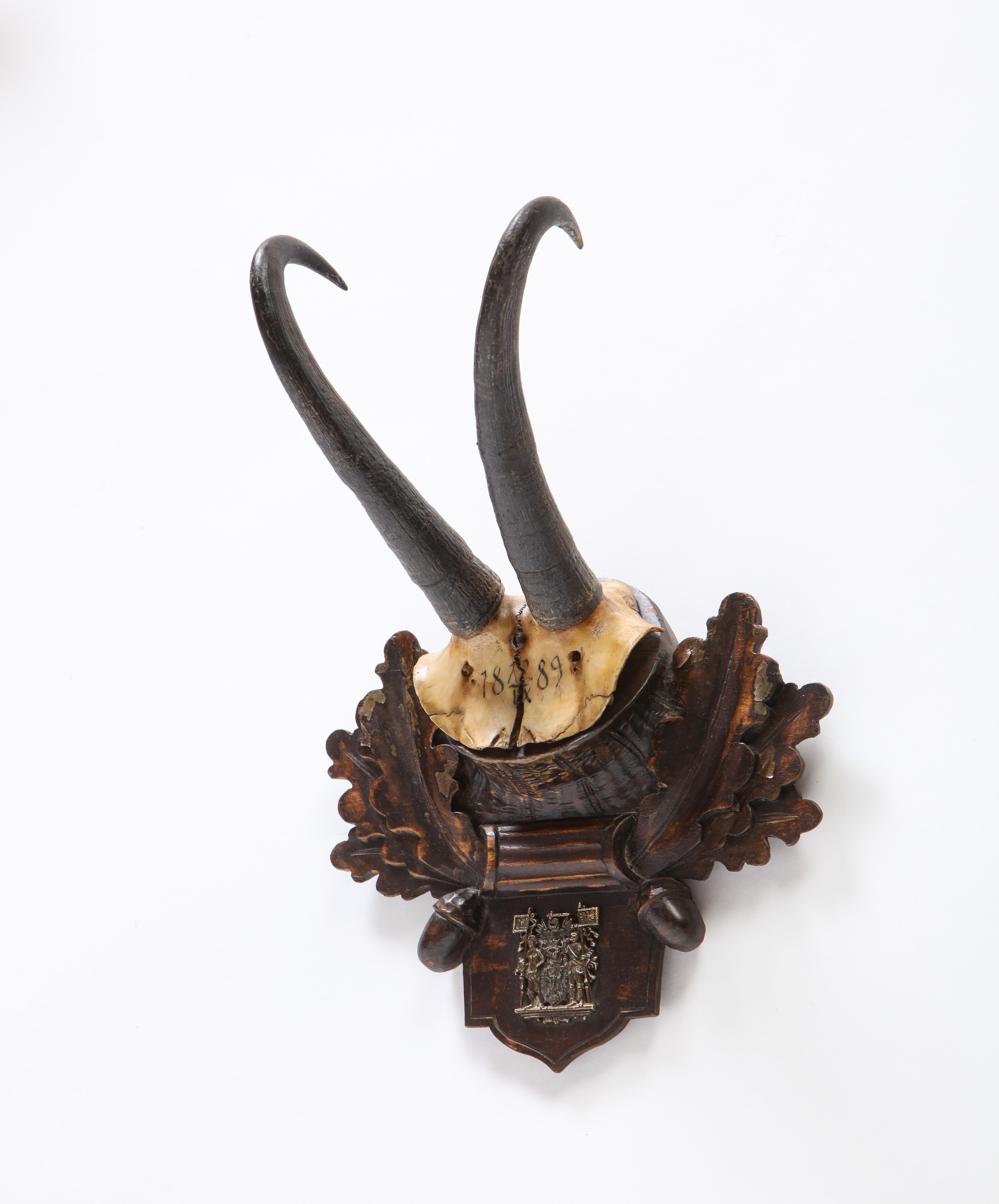 Group of Thirteen Swiss 'Black Forest' Antler Trophy Mounts, 20th Century 9