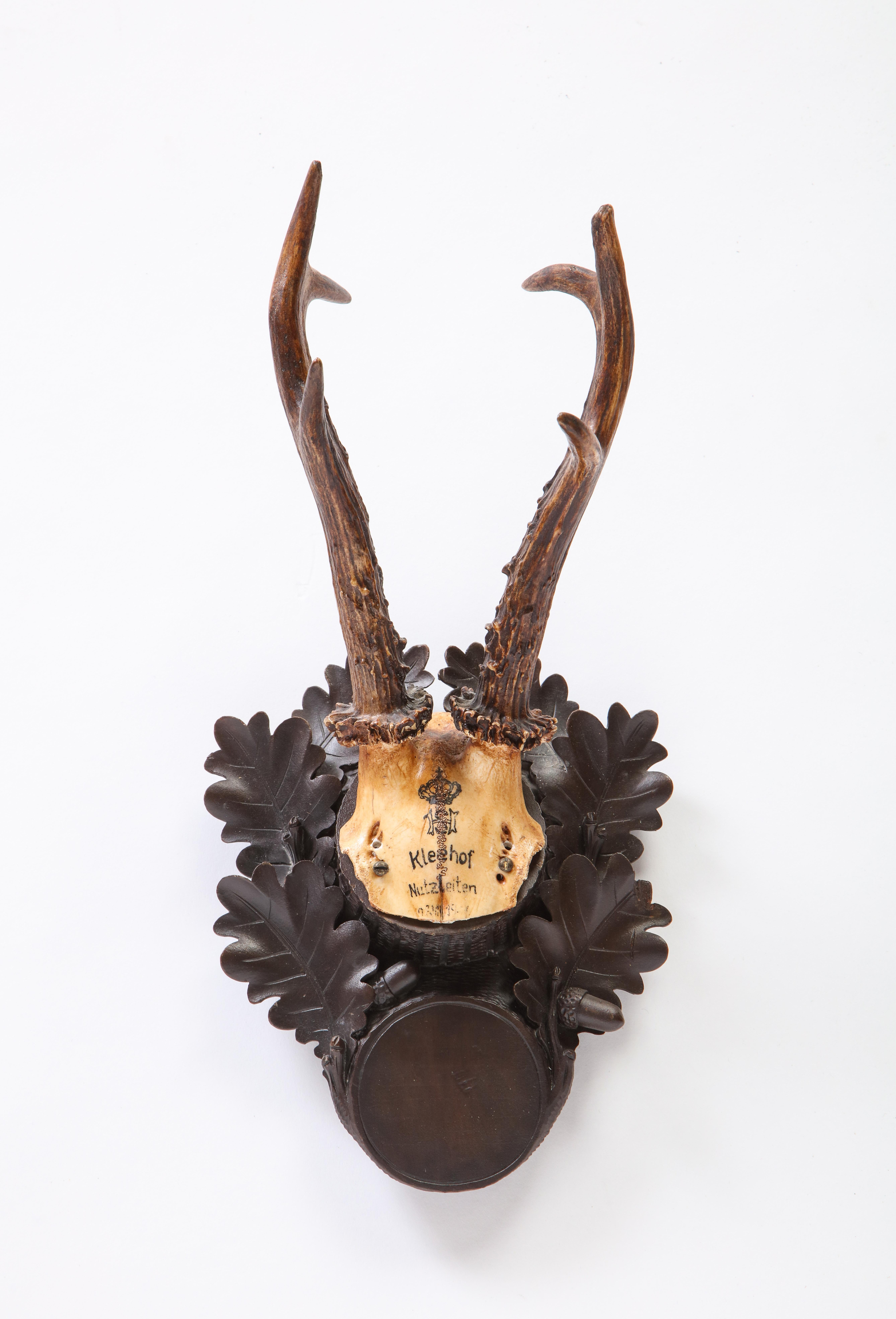 Group of Thirteen Swiss 'Black Forest' Antler Trophy Mounts, 20th Century 10