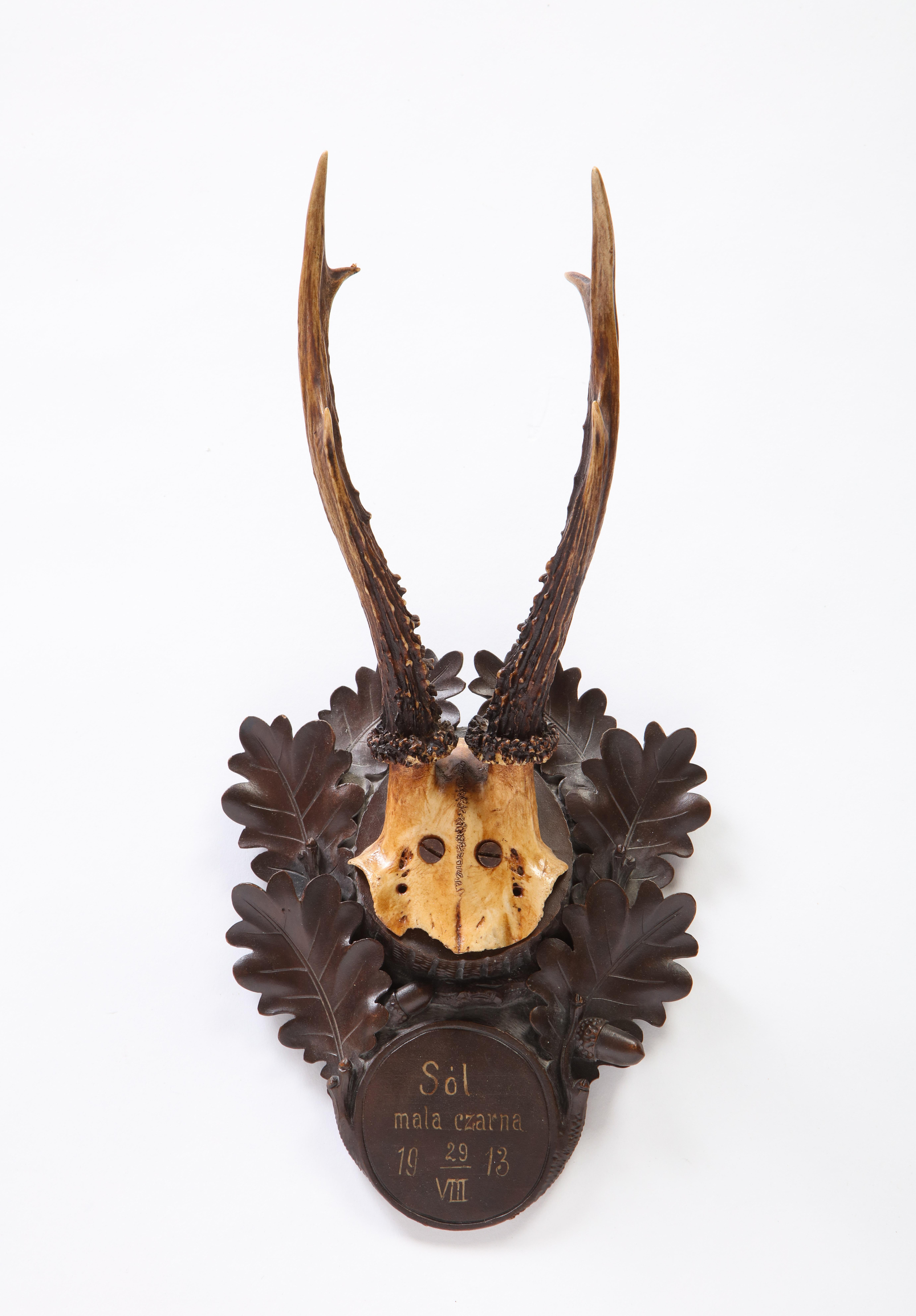 Group of Thirteen Swiss 'Black Forest' Antler Trophy Mounts, 20th Century 12