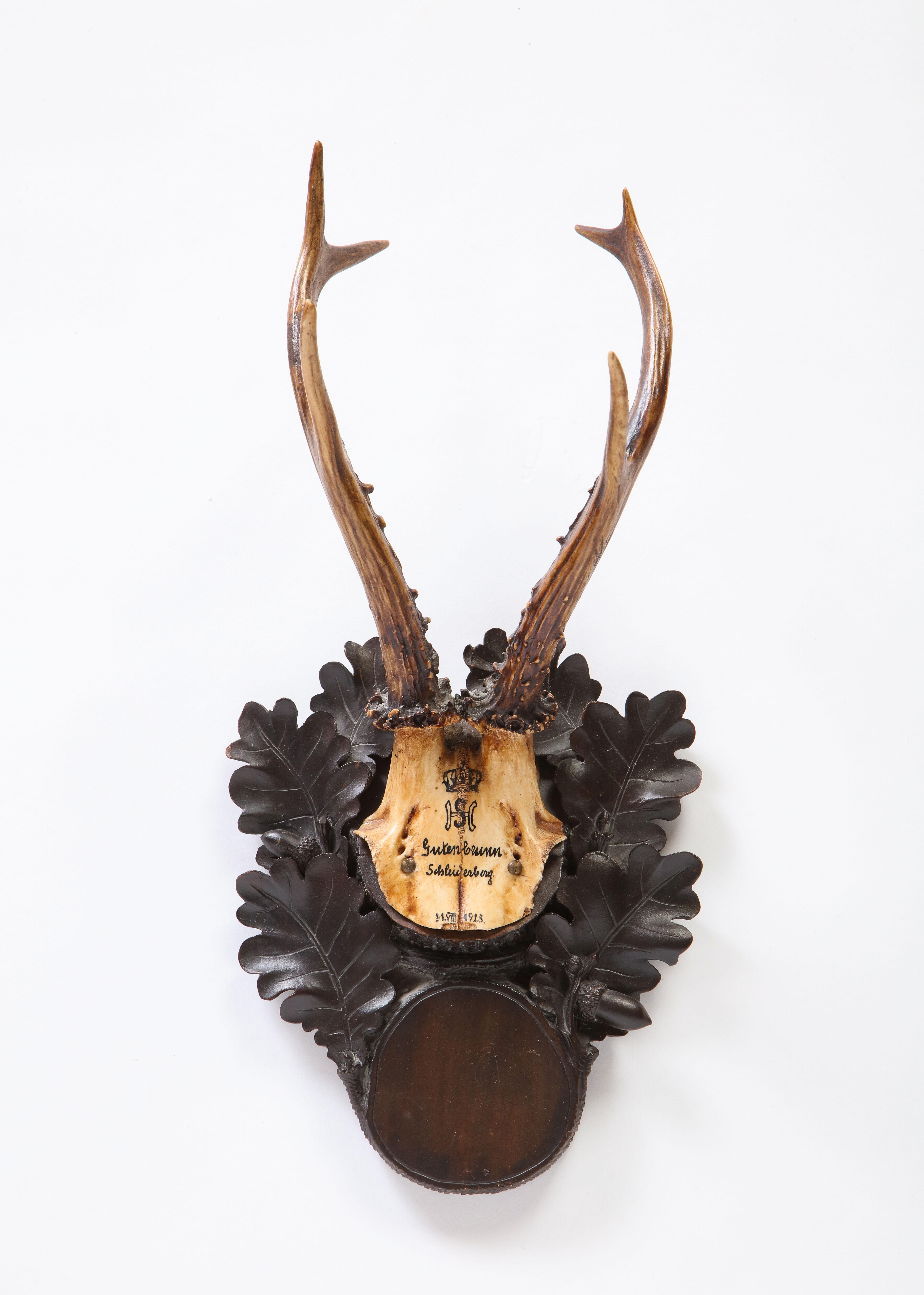 Group of Thirteen Swiss 'Black Forest' Antler Trophy Mounts, 20th Century 13