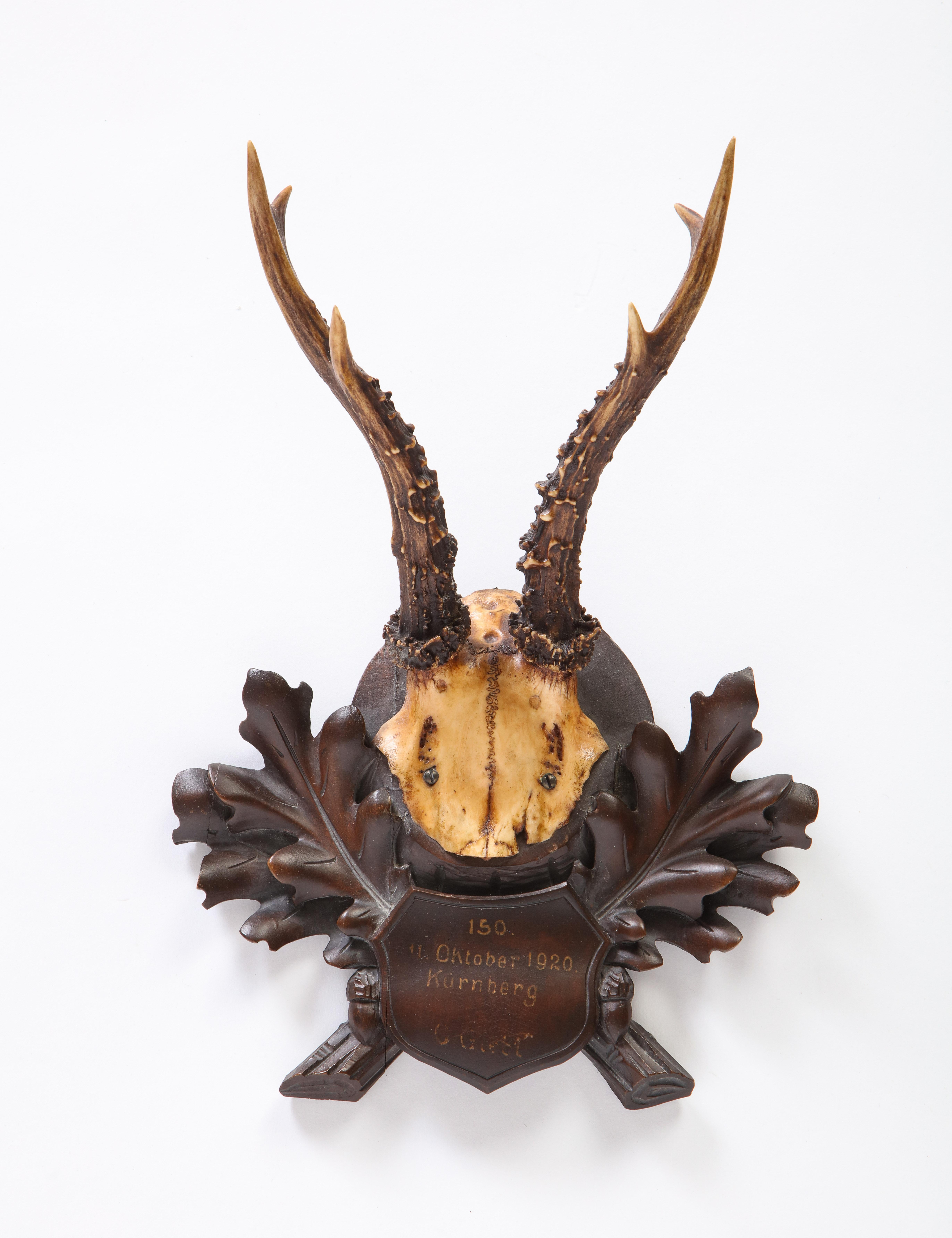 Group of Thirteen Swiss 'Black Forest' Antler Trophy Mounts, 20th Century 14