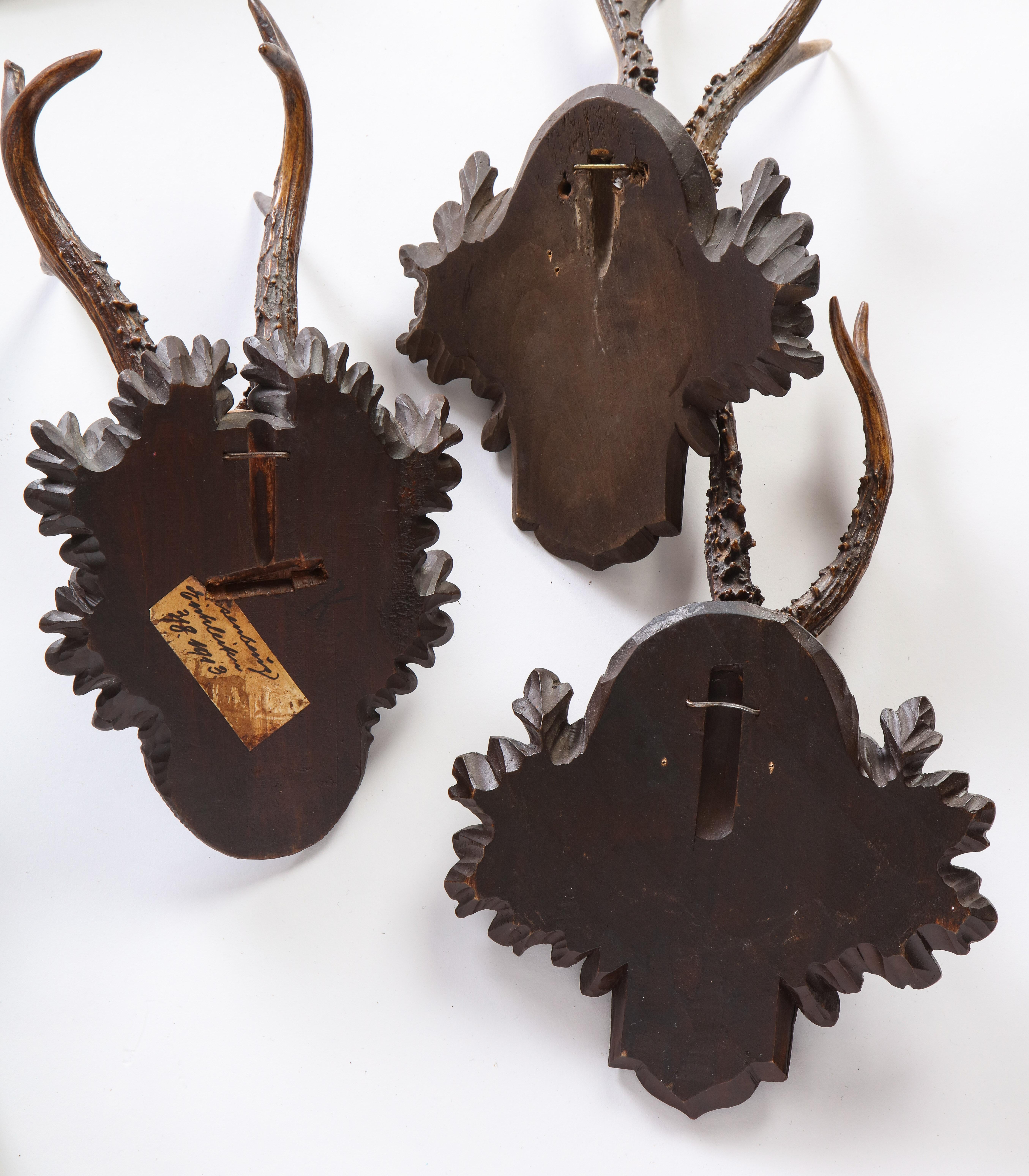 Group of Thirteen Swiss 'Black Forest' Antler Trophy Mounts, 20th Century 17