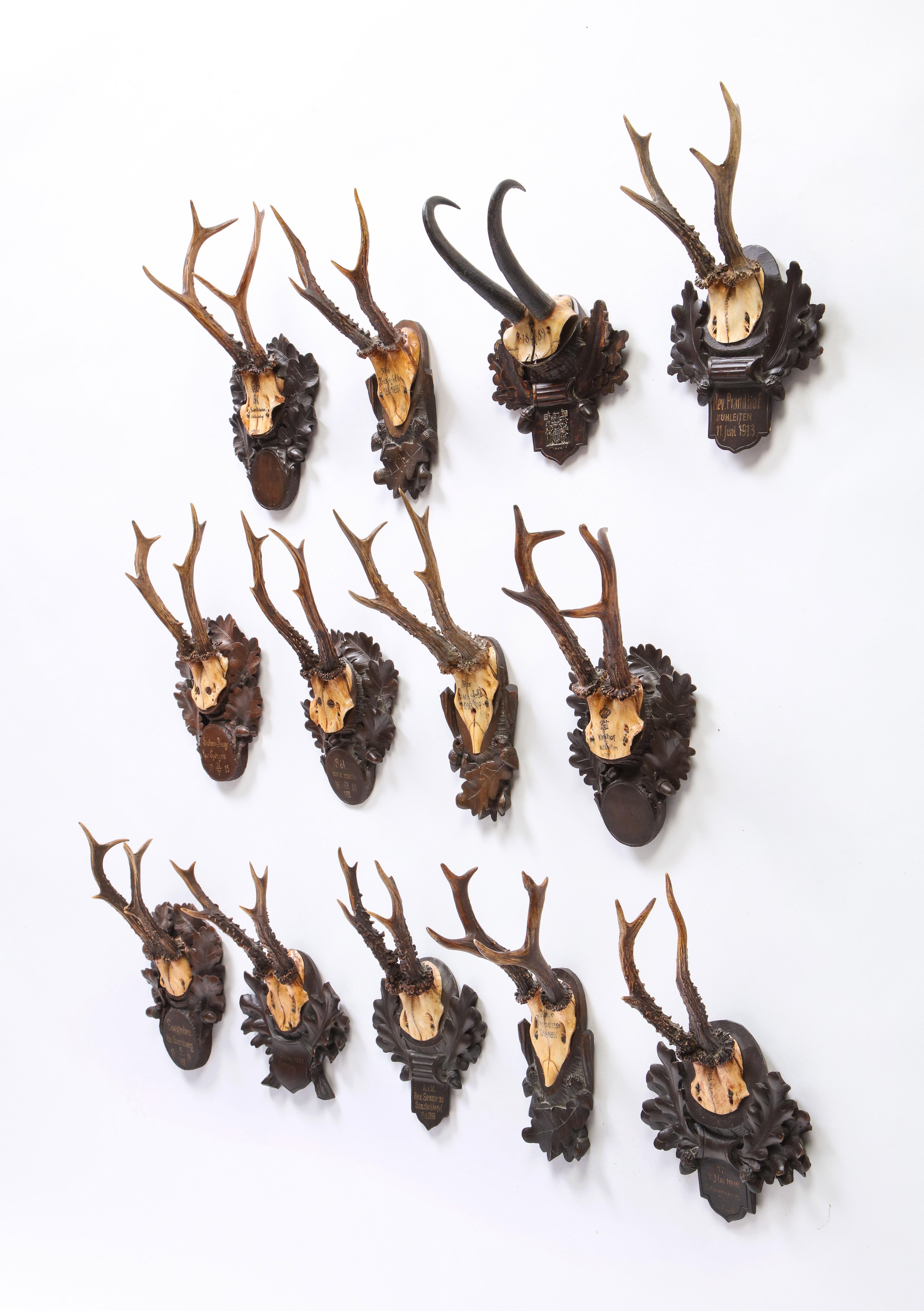 This group of thirteen Roe Deer antlers trophy mounts date from the late 1800s to 20th century. Each set of antlers is mounted on wooden boards carved with oak leaves and acorns, and inscribed with the date and location of the hunt. The Roe Deer or