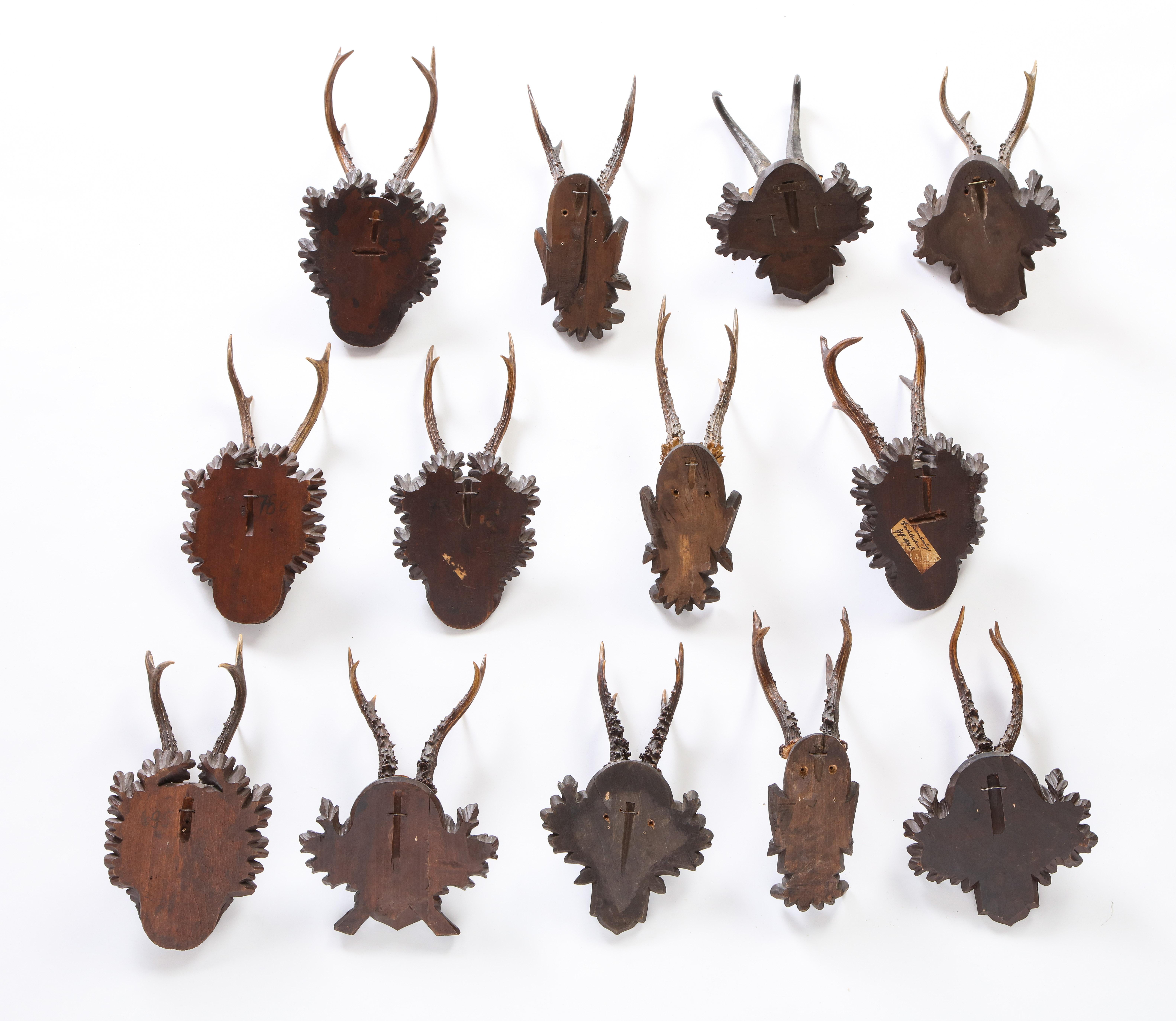 Group of Thirteen Swiss 'Black Forest' Antler Trophy Mounts, 20th Century In Good Condition In New York, NY