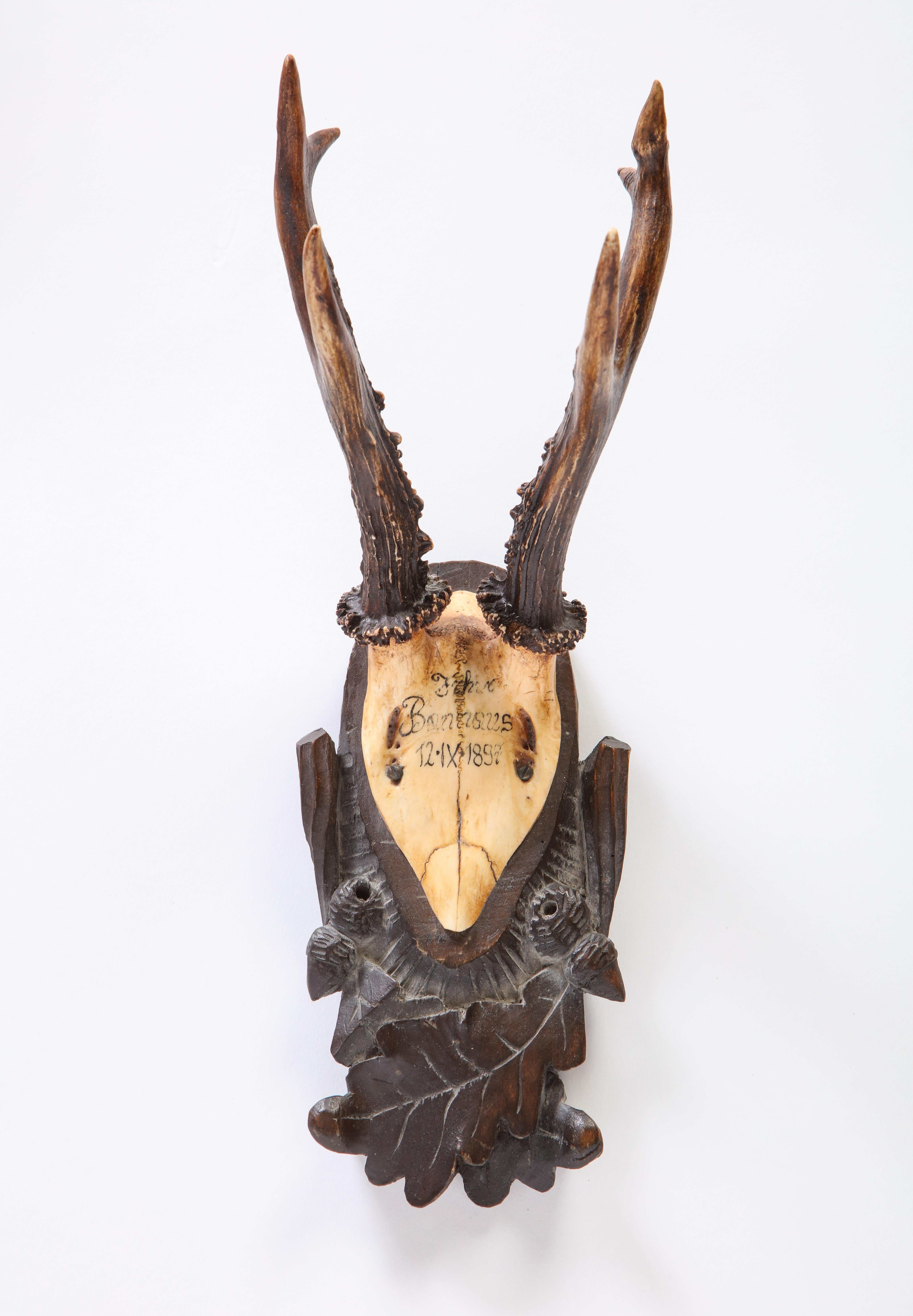 Group of Thirteen Swiss 'Black Forest' Antler Trophy Mounts, 20th Century 3