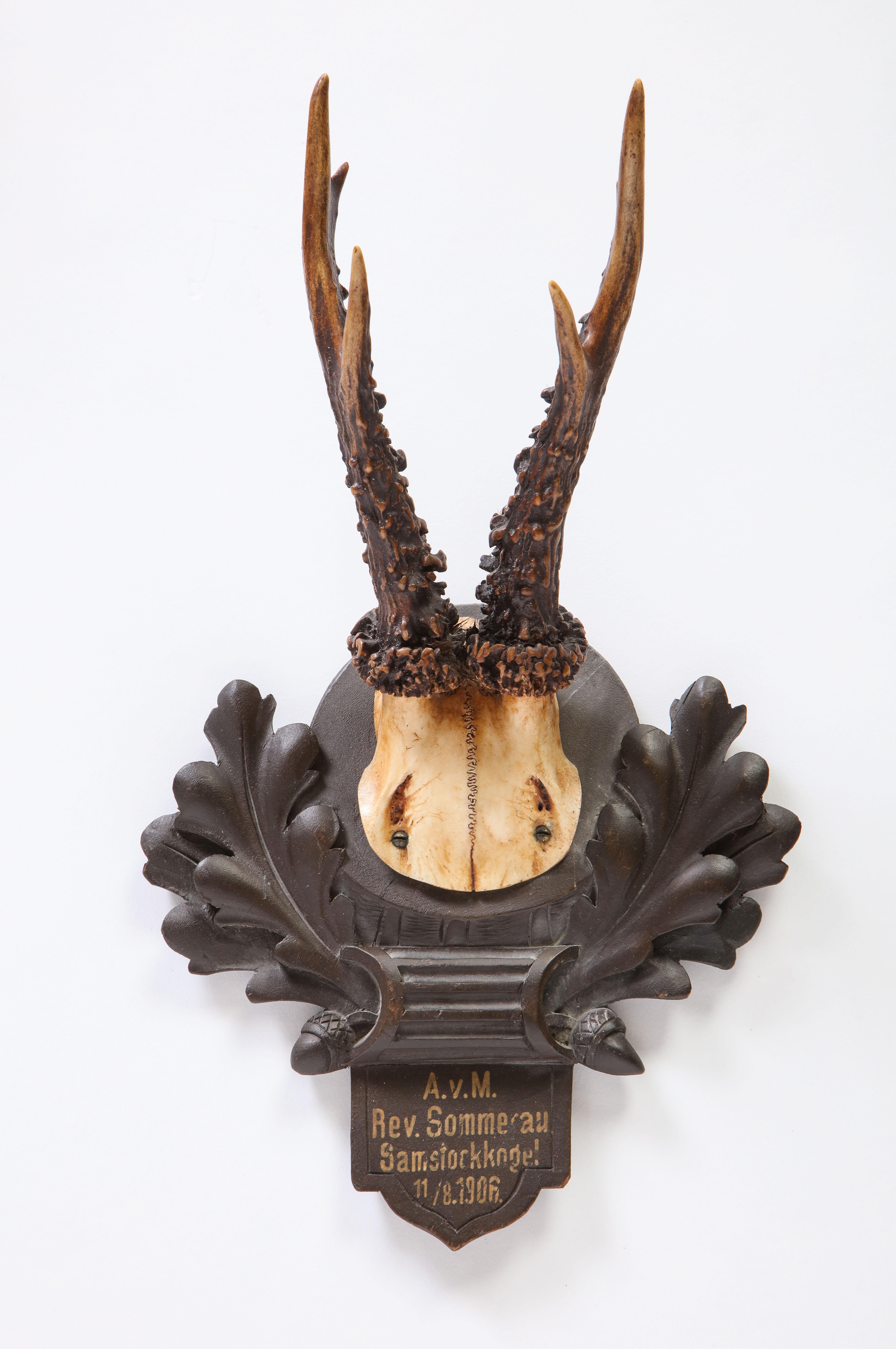 Group of Thirteen Swiss 'Black Forest' Antler Trophy Mounts, 20th Century 4