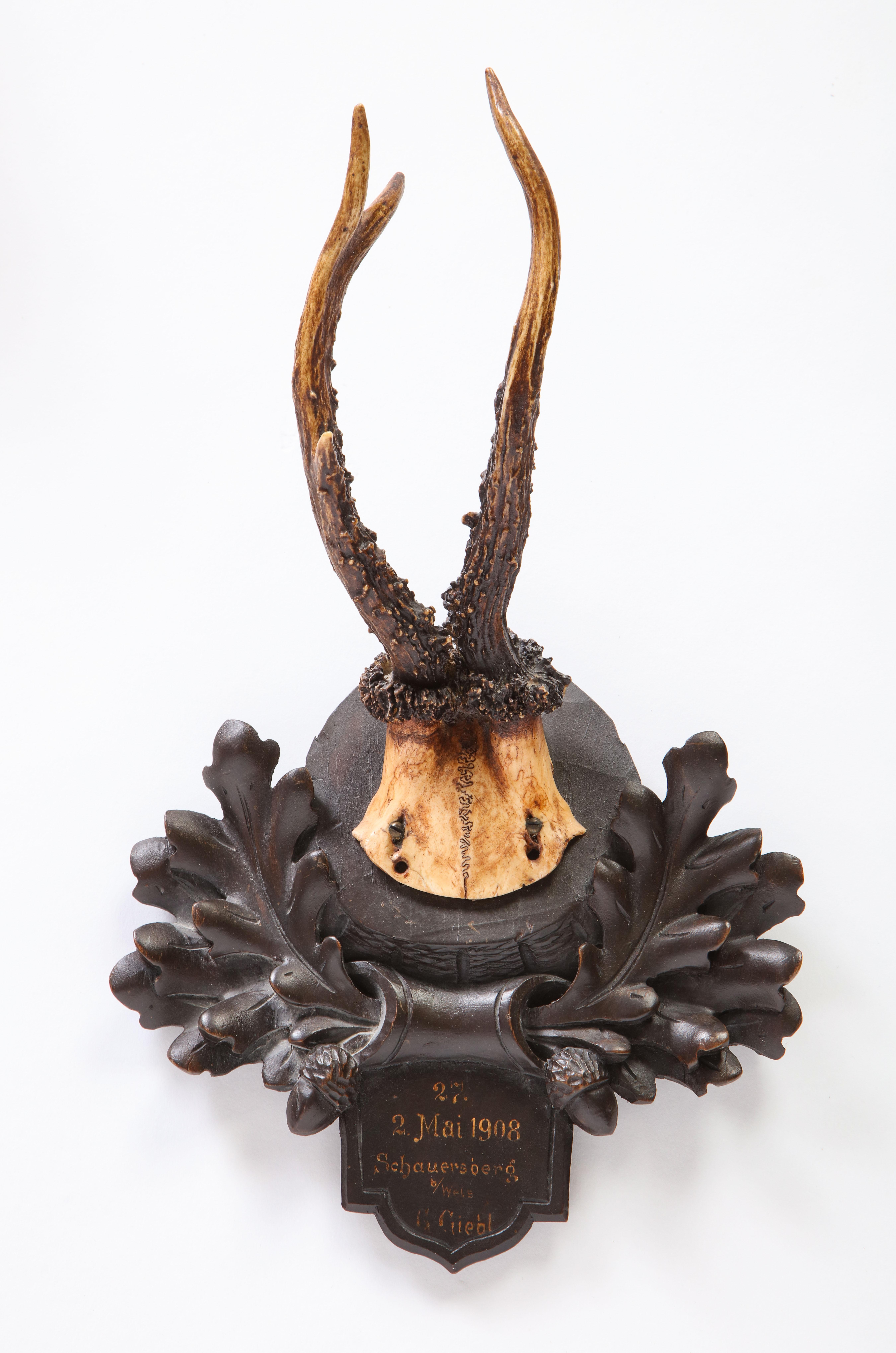 Group of Thirteen Swiss 'Black Forest' Antler Trophy Mounts, 20th Century 5