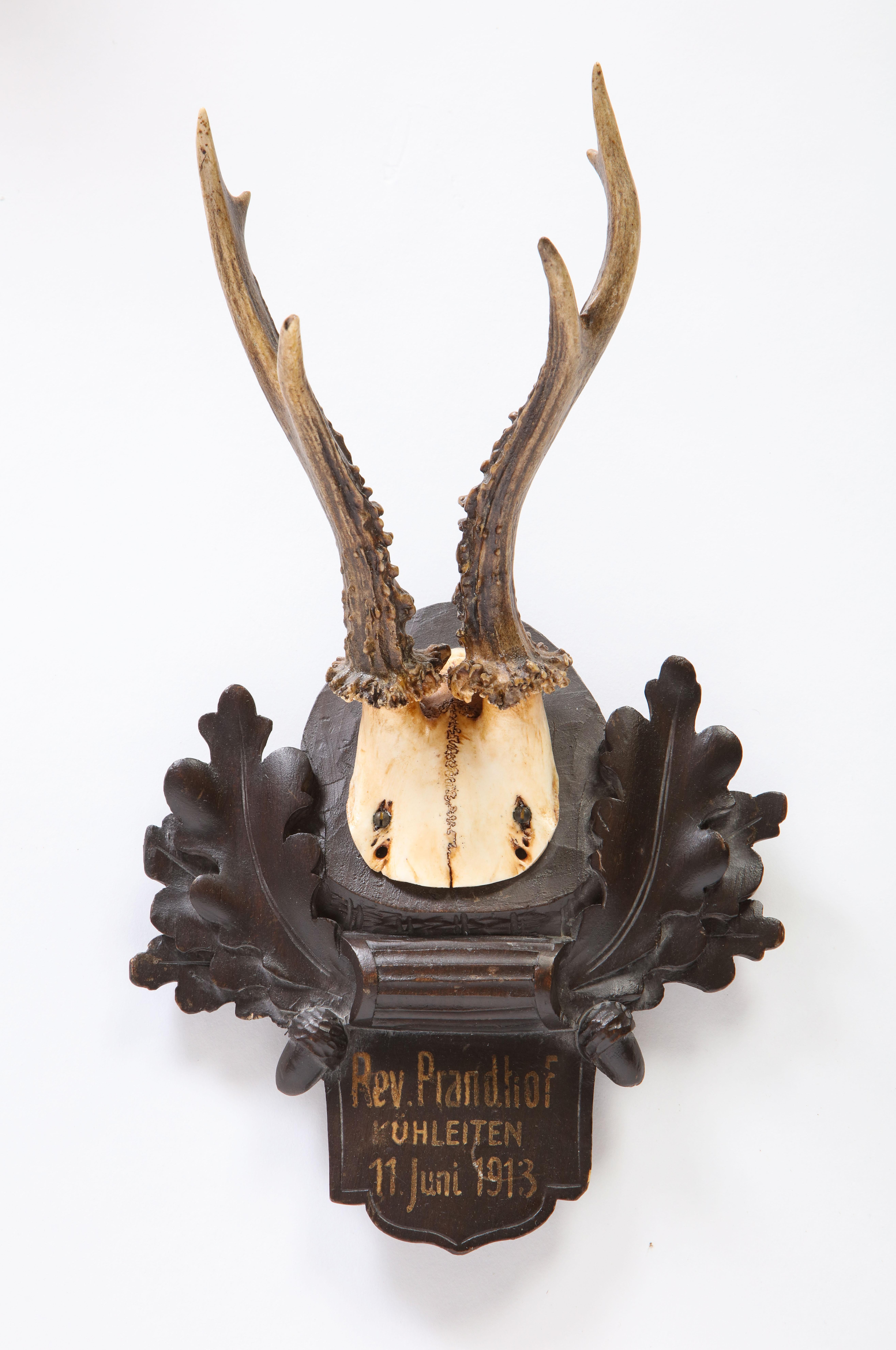 Group of Thirteen Swiss 'Black Forest' Antler Trophy Mounts, 20th Century 6