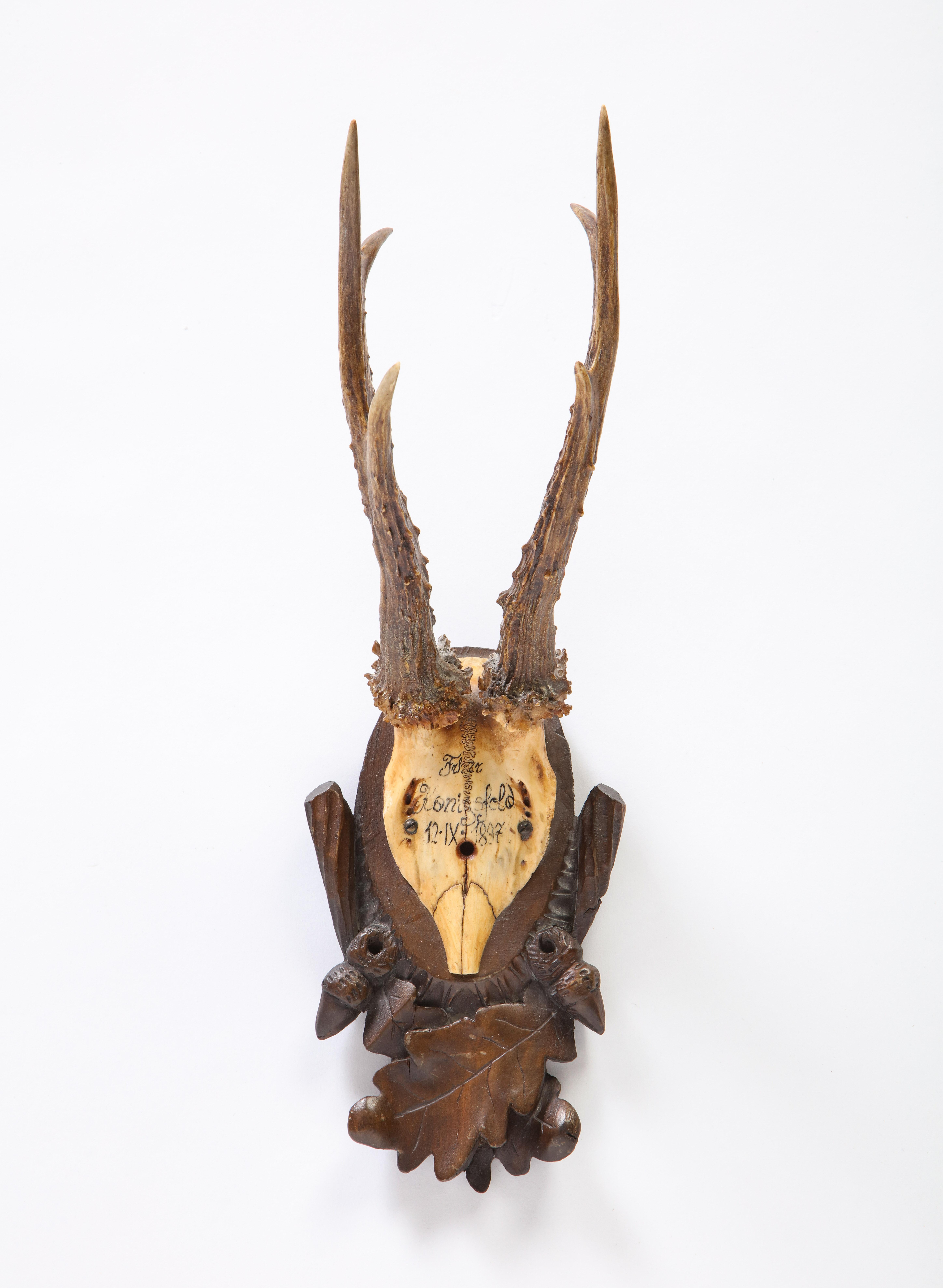 Group of Thirteen Swiss 'Black Forest' Antler Trophy Mounts, 20th Century 7