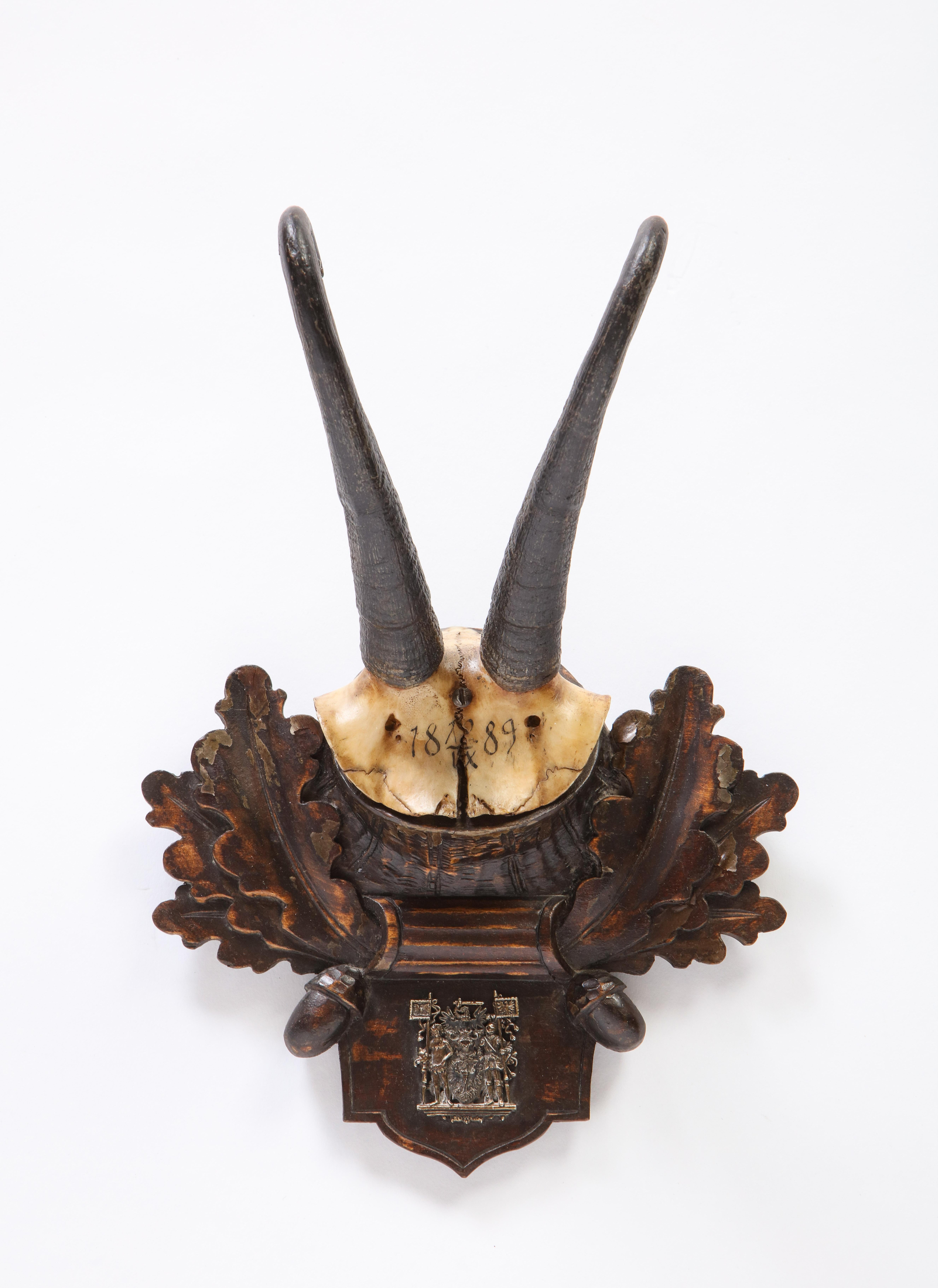 Group of Thirteen Swiss 'Black Forest' Antler Trophy Mounts, 20th Century 8