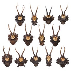 Group of Thirteen Swiss 'Black Forest' Antler Trophy Mounts, 20th Century