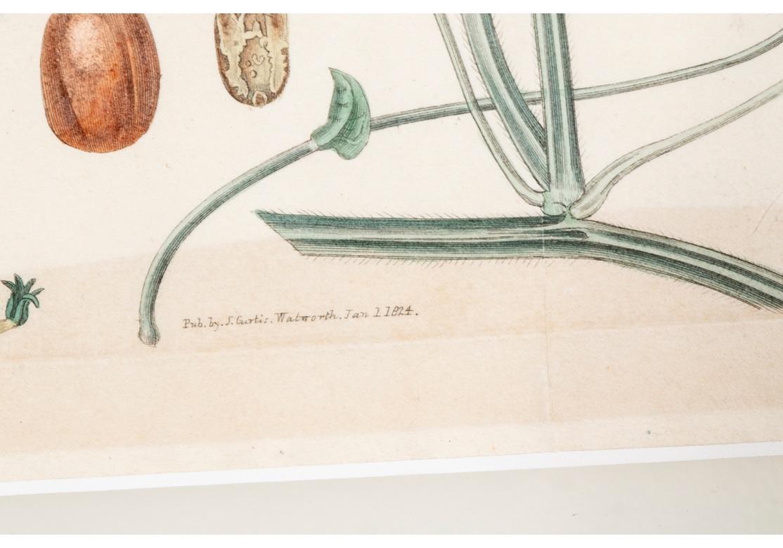 Gruppe von drei antiken, maßgefertigten, gerahmten botanischen Drucken im Angebot 2