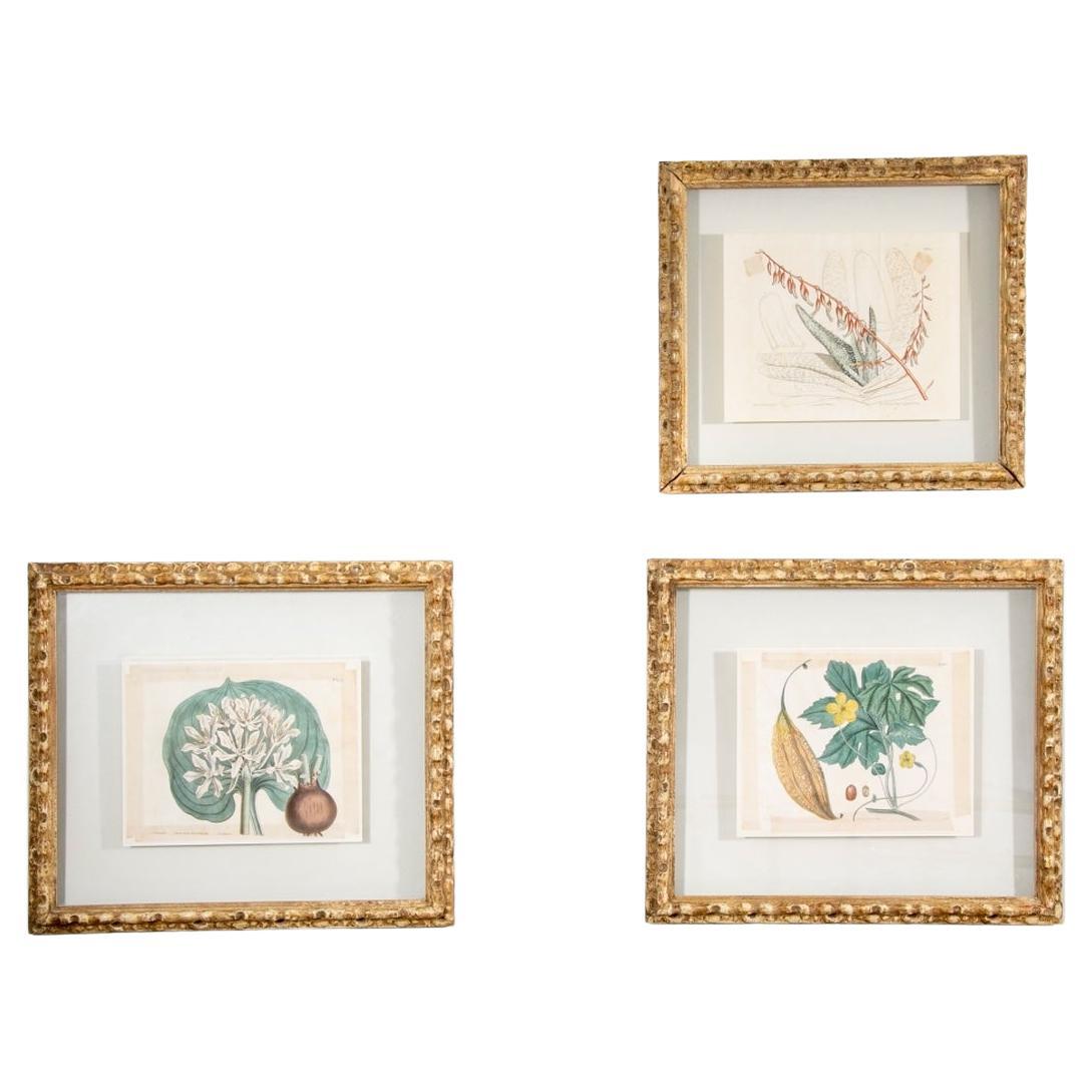 Group of Three Antique Custom Framed Botanical Prints For Sale