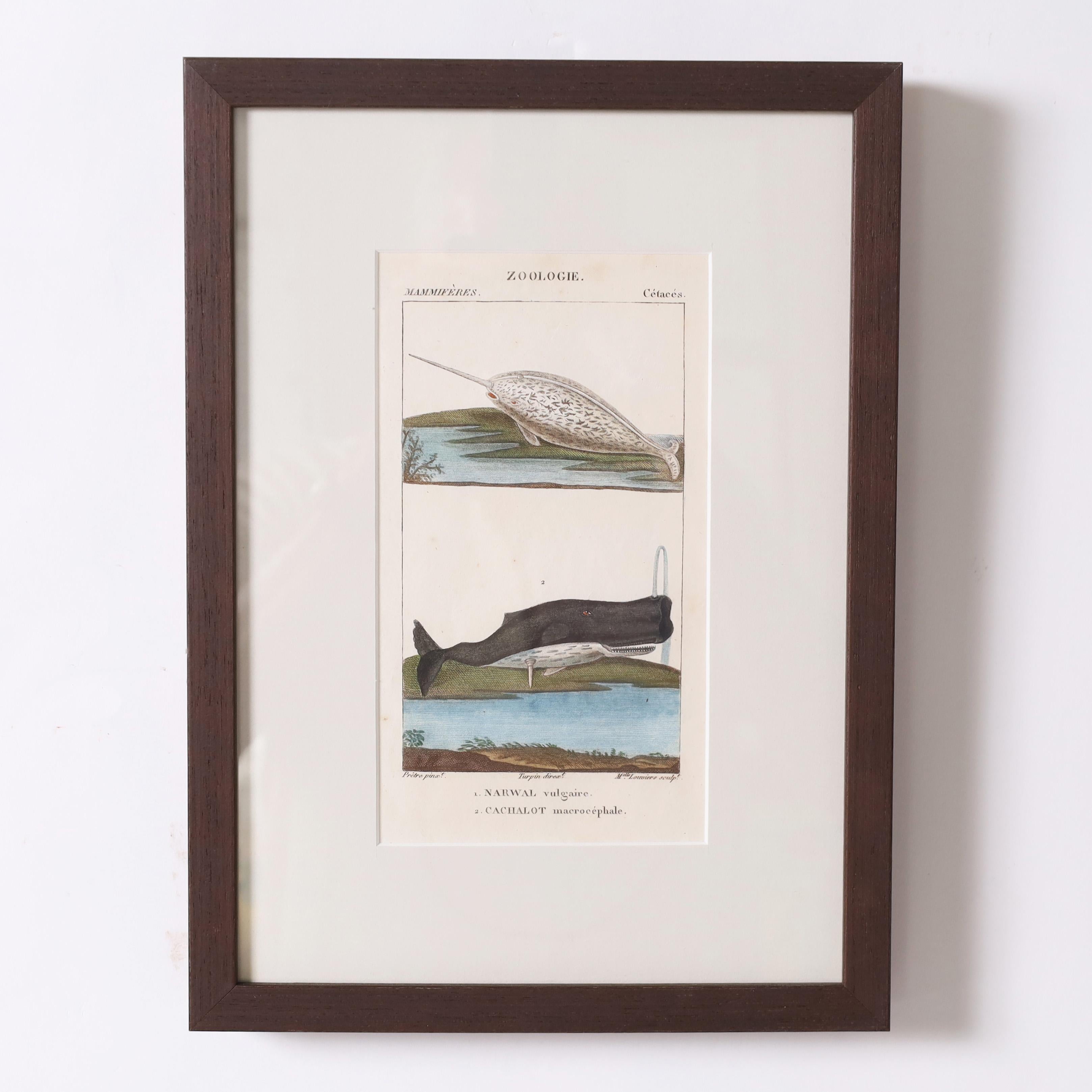 Historische Gruppe von drei handkolorierten Stichen aus dem 18. Jahrhundert, darunter zwei französische Aquarienbilder und ein deutsches ornithologisches Bild, die alle aus den Original-Folios stammen. Sie werden in Holzrahmen unter Glas