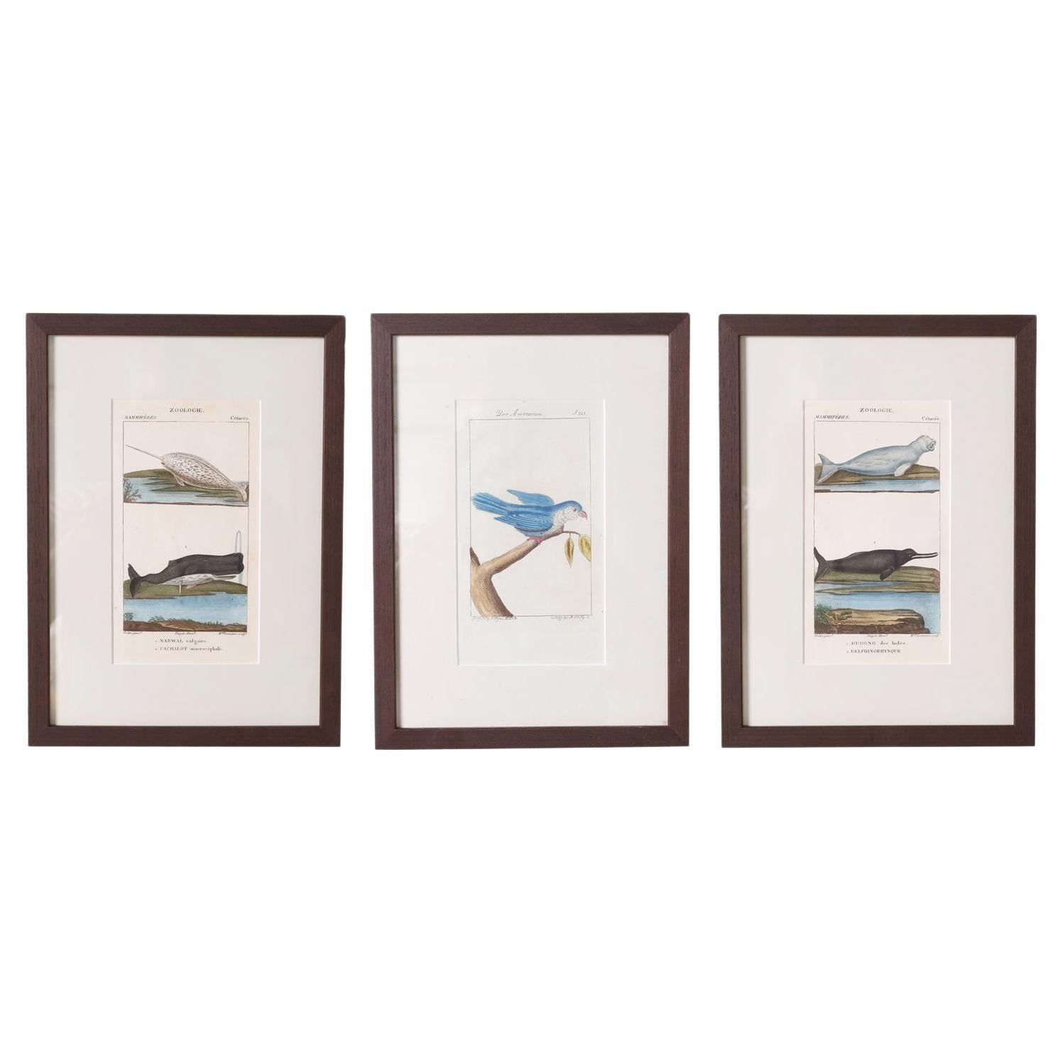 Group of Three Antique Zoological Hand Colored Engravings