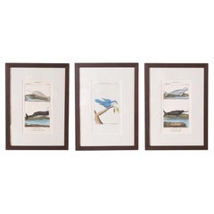 Group of Three Antique Zoological Hand Colored Engravings