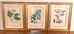 Group of Three Foliage Engravings by Nathaniel Wallich