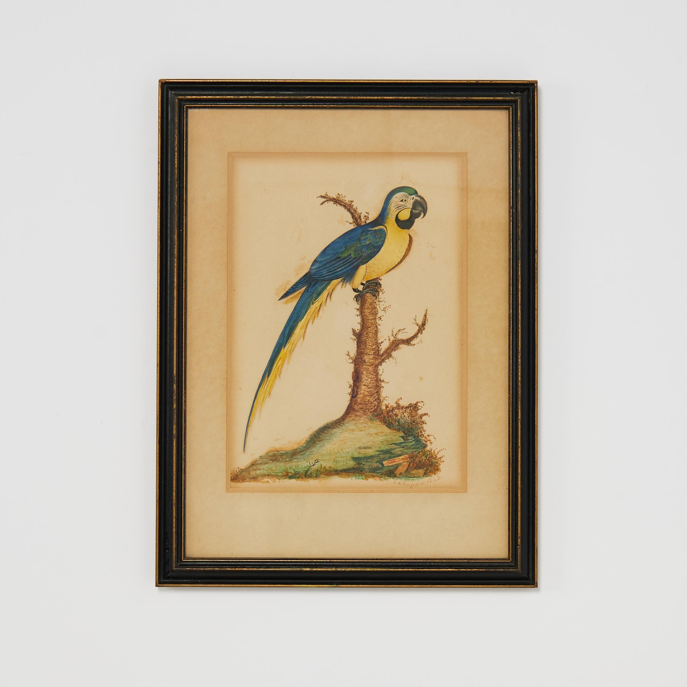 Lofty group of three 19th Century watercolors on paper of exotic birds including parrots and a toucan executed in a naturalist style, signed E A Roper, dated 1833 to 1845 and presented under glass in wood frames. 

Priced Individually

Left to